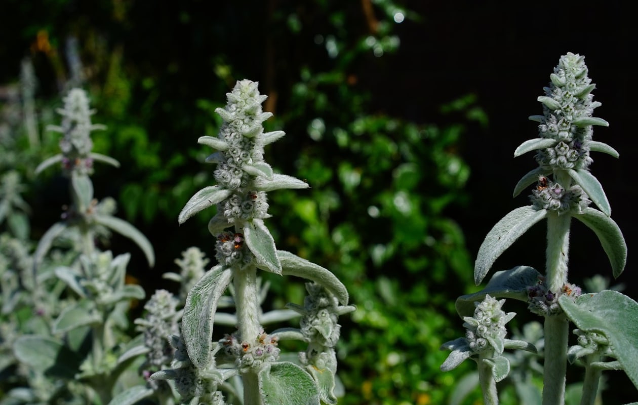 ezelsoor Stachys byzantina ‘Silver Carpet’ Pixabay