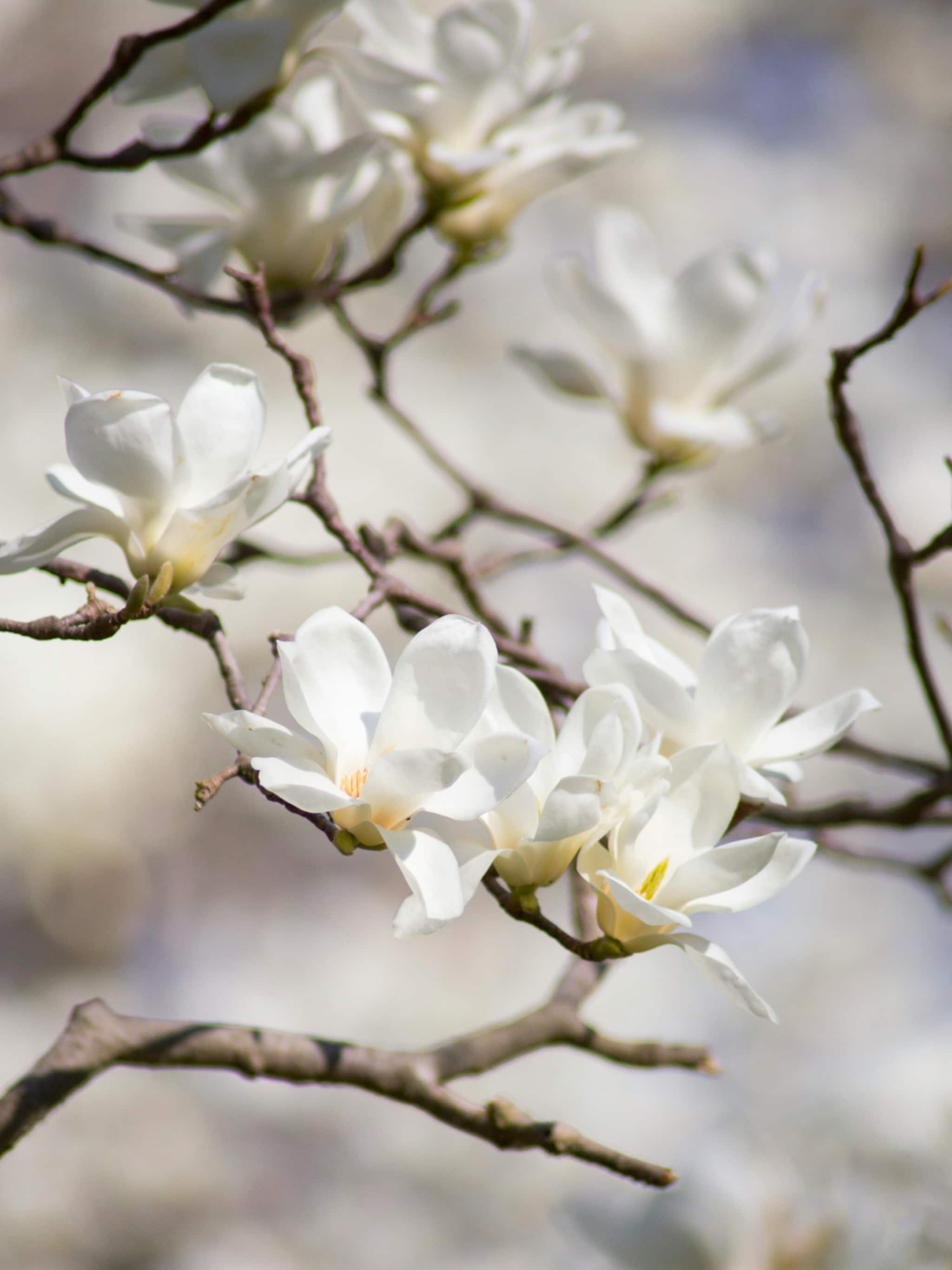 tuin planten in januari