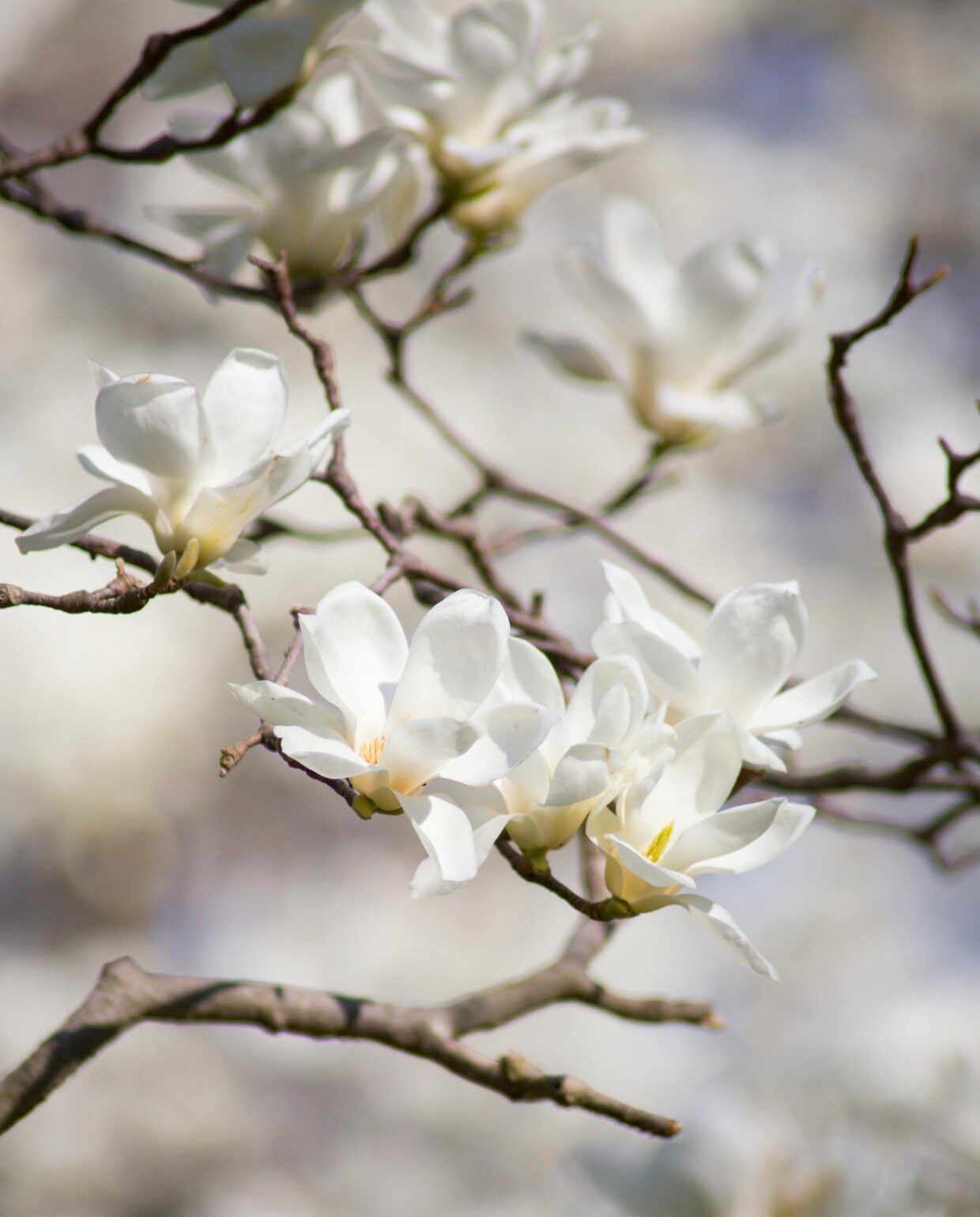 Magnolia Pexels