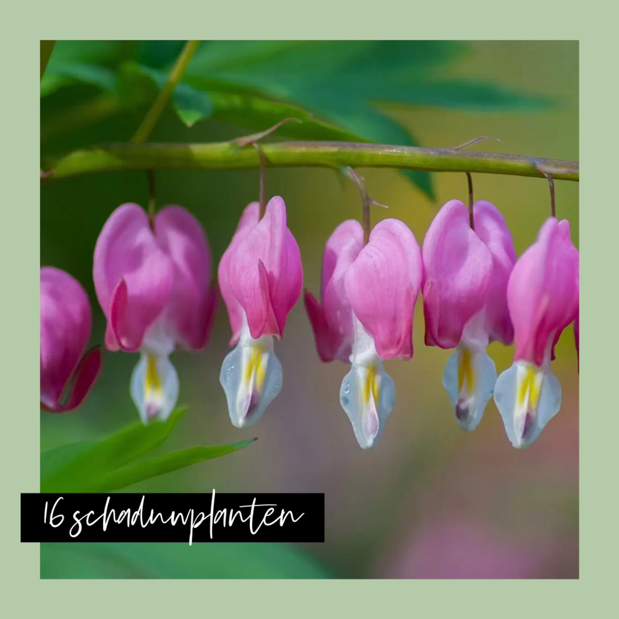 Schaduwplanten
