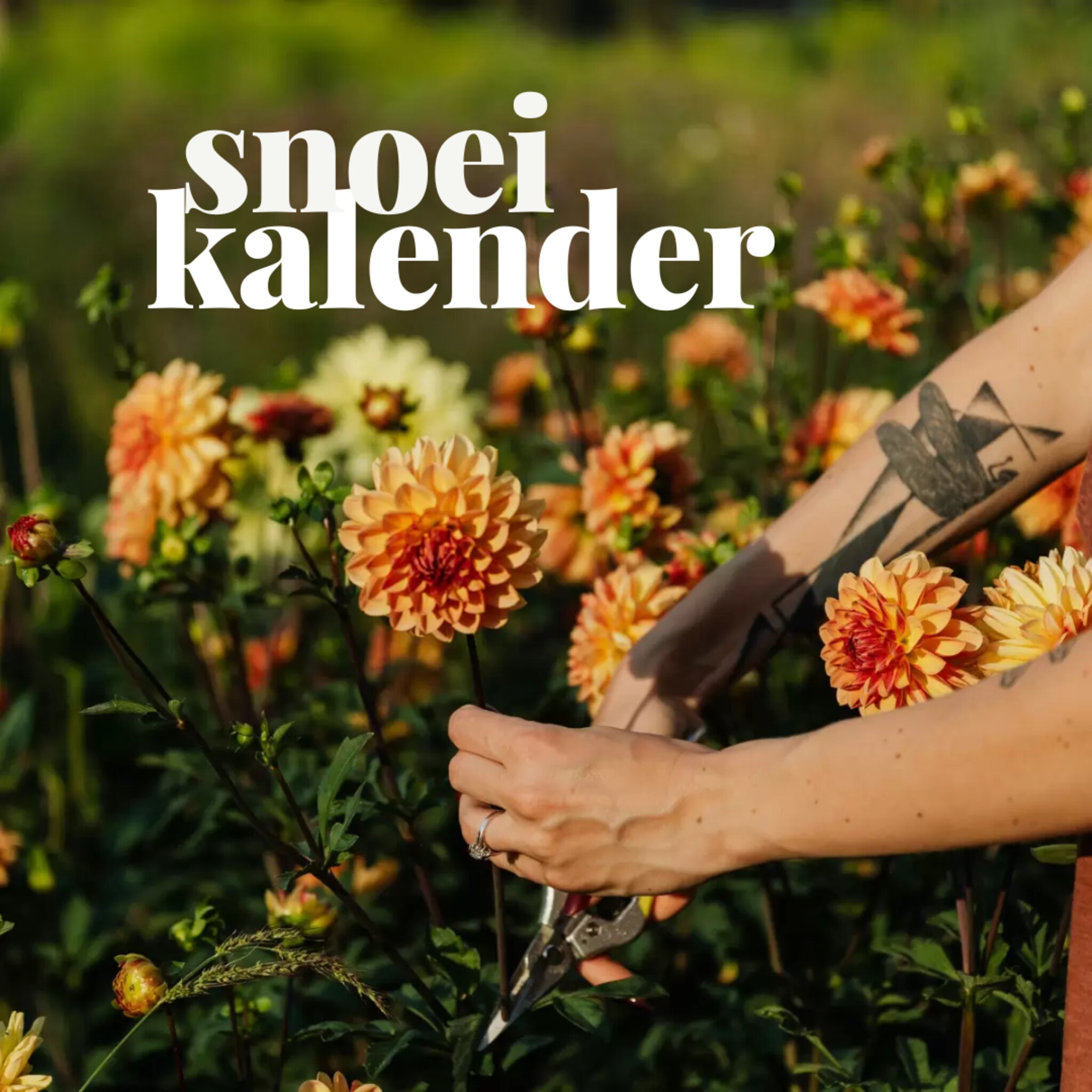 Dahlia's plukken