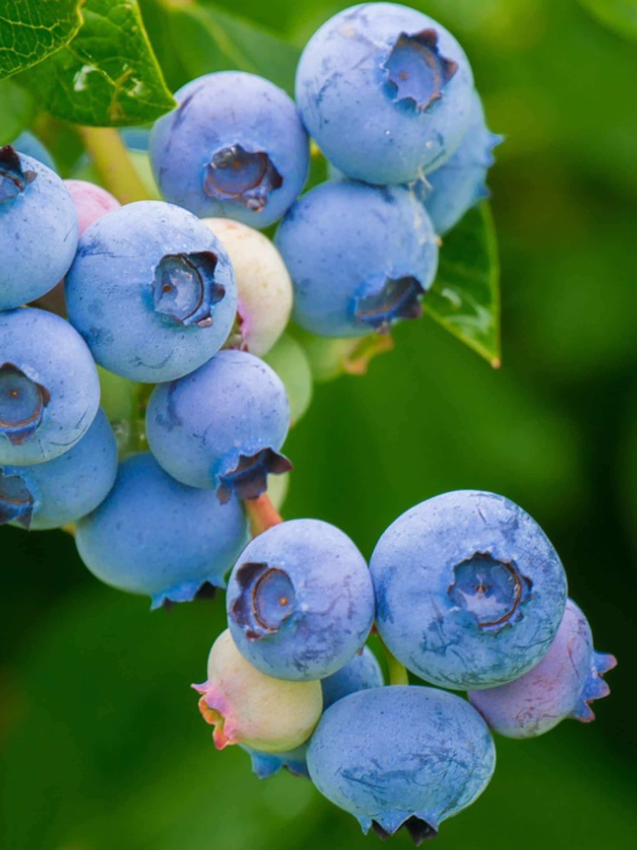 blauwe bes