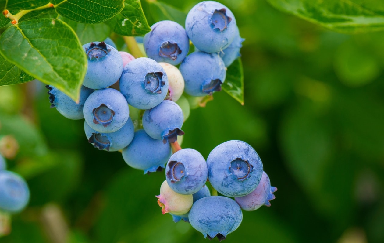 Blauwe bes Pixabay
