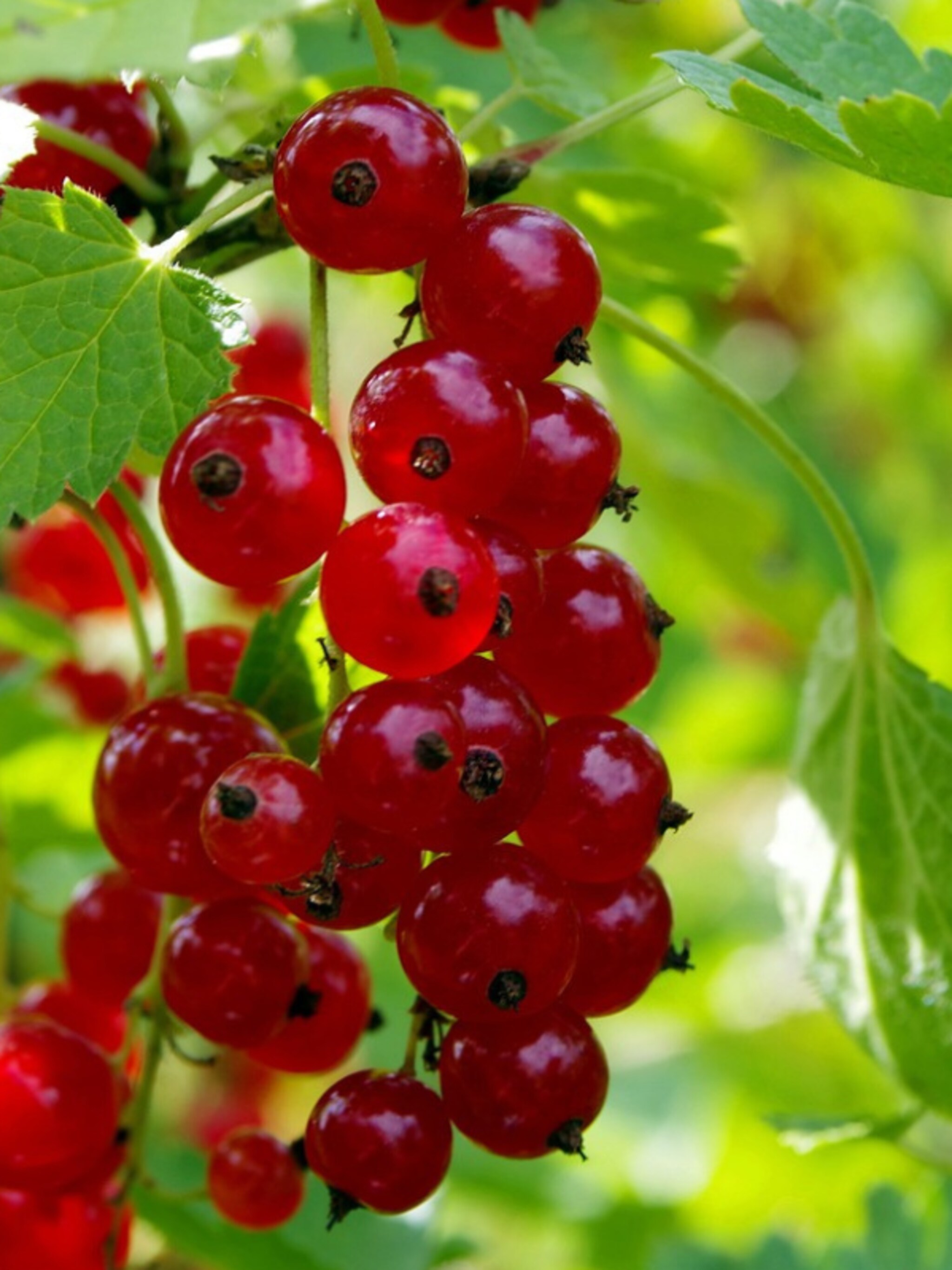 aalbes ribes rotet