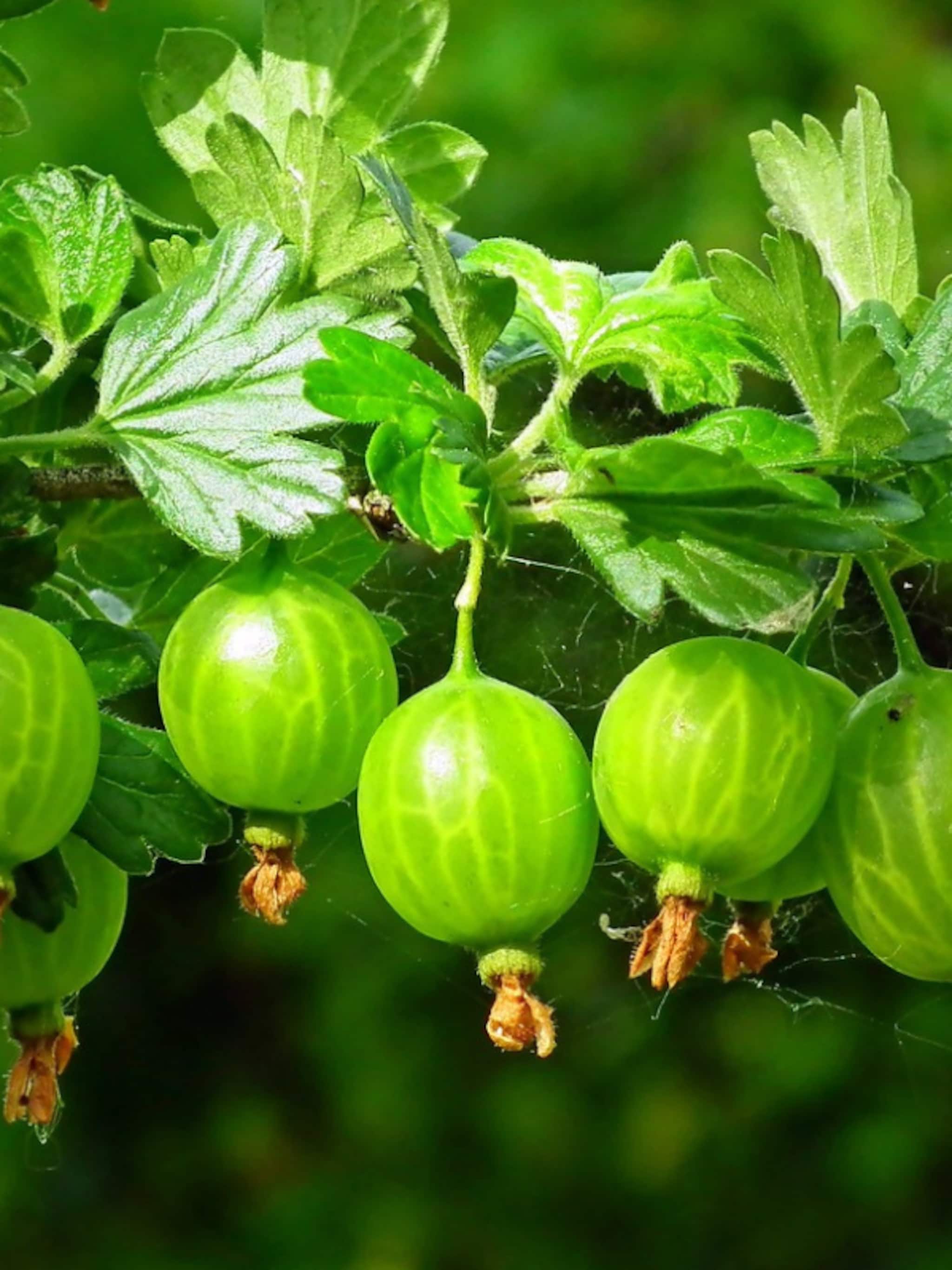 kruisbes