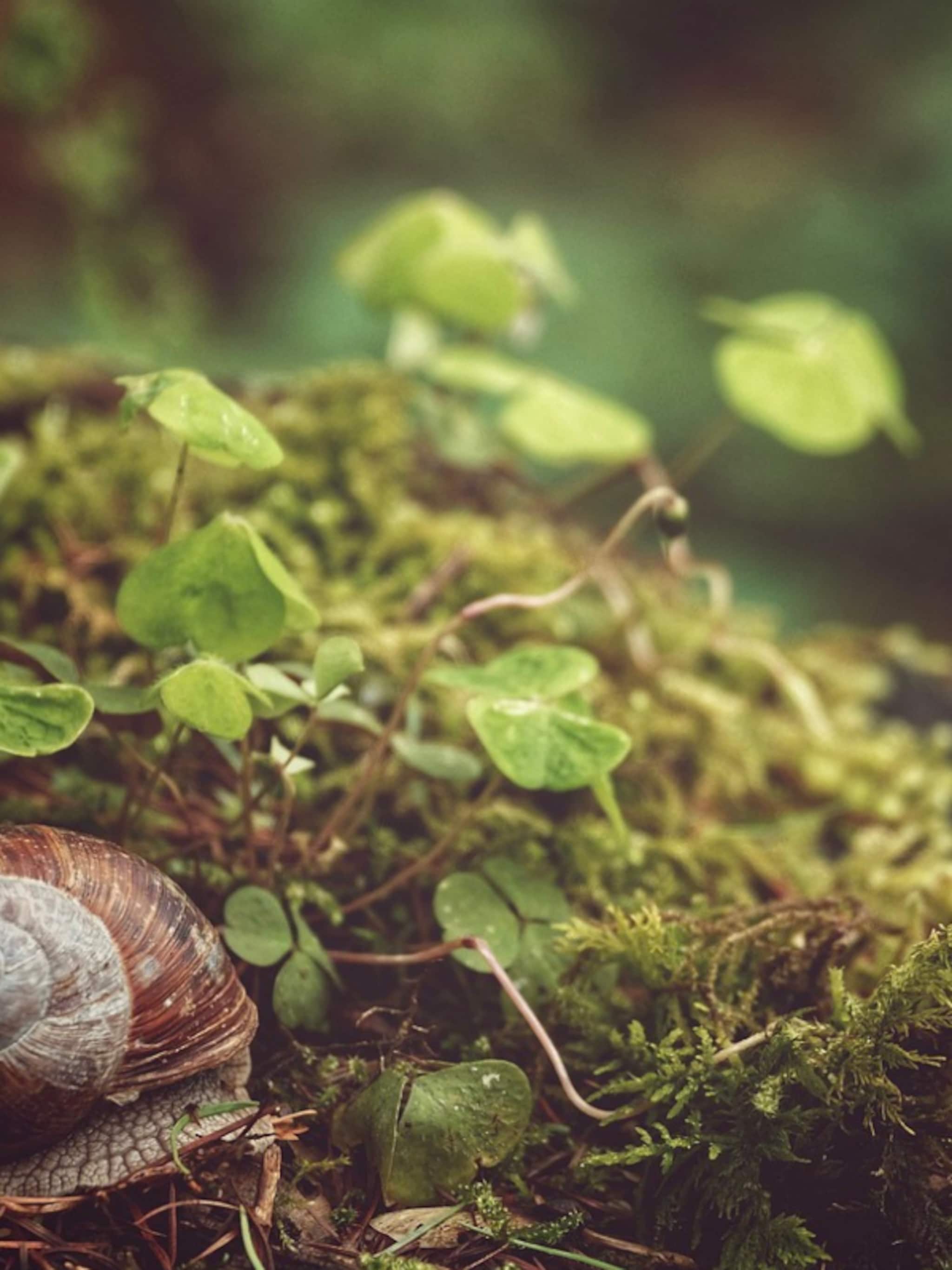 slakken uit de tuin houden