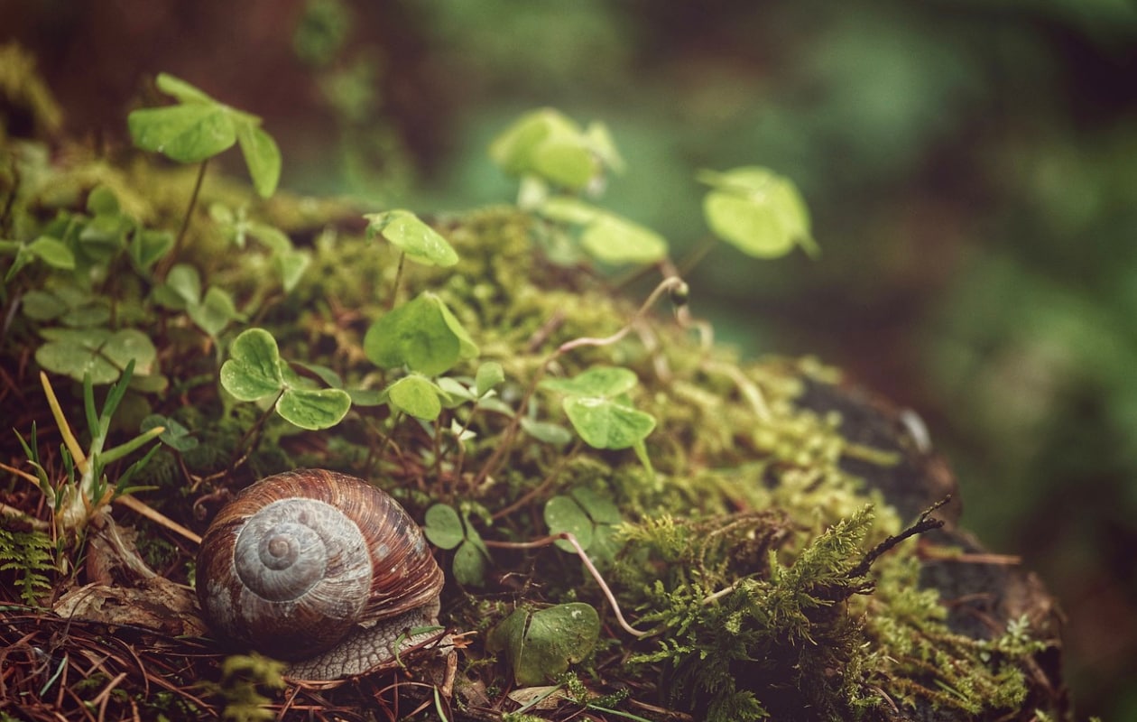 Sorry slak! Dit zijn planten waar slakken niet van houden Pixabay