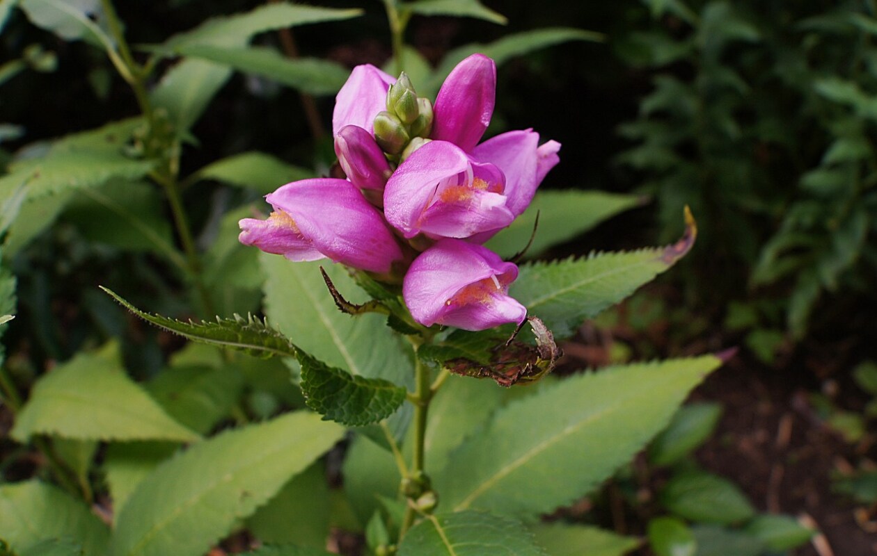 Chelone obliqua/schildpadbloem Pixabay