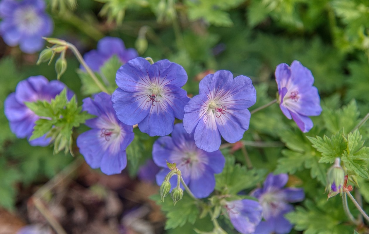 Geranium pratense, beemdooievaarsbek Pixabay