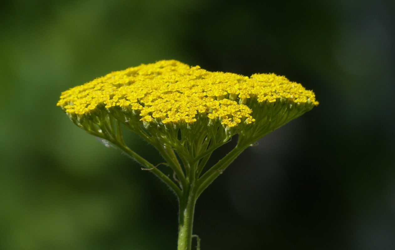 duizendblad Achillea 'Moonshine' Pixabay