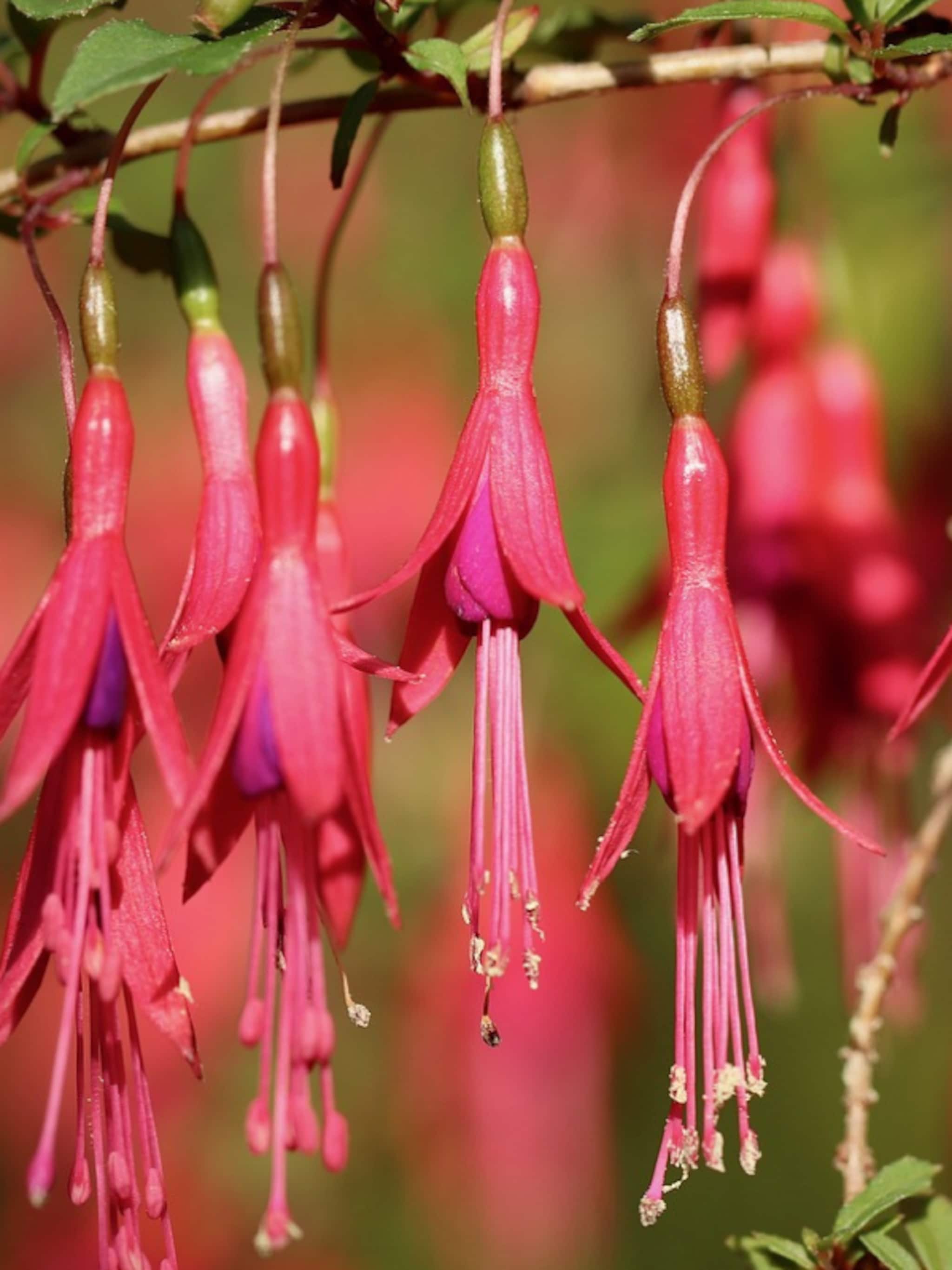 bellenplant