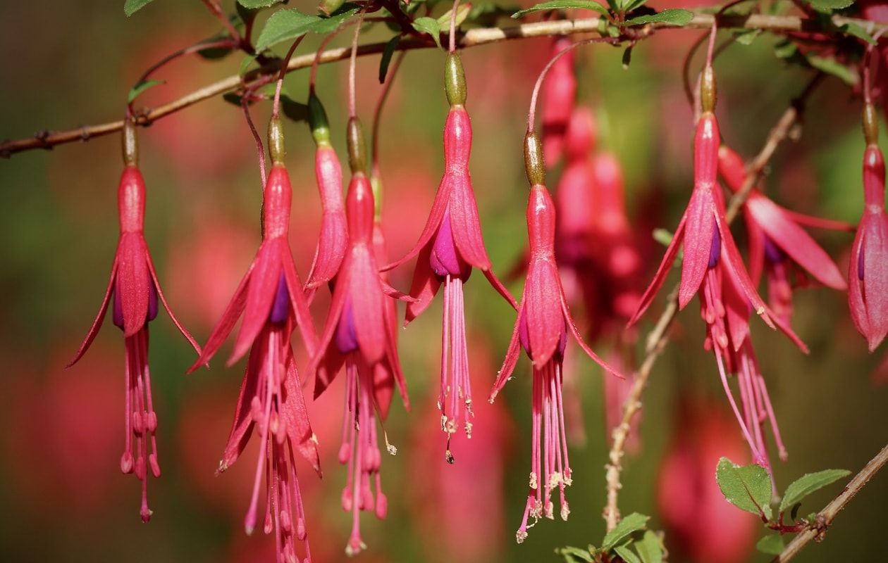 Fuchsia magellanica ‘Riccartonii‘. Pixabay