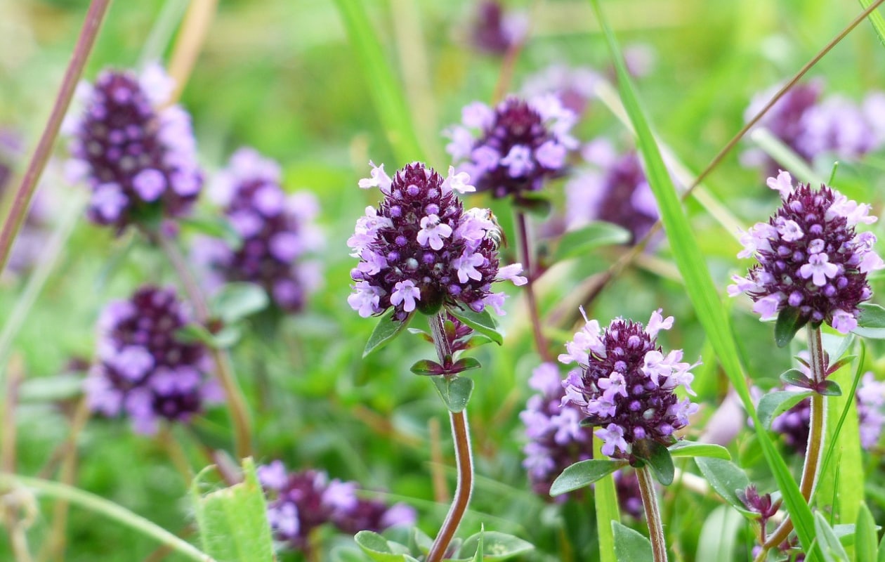 Thymus serpyllum, tijm Pixabay