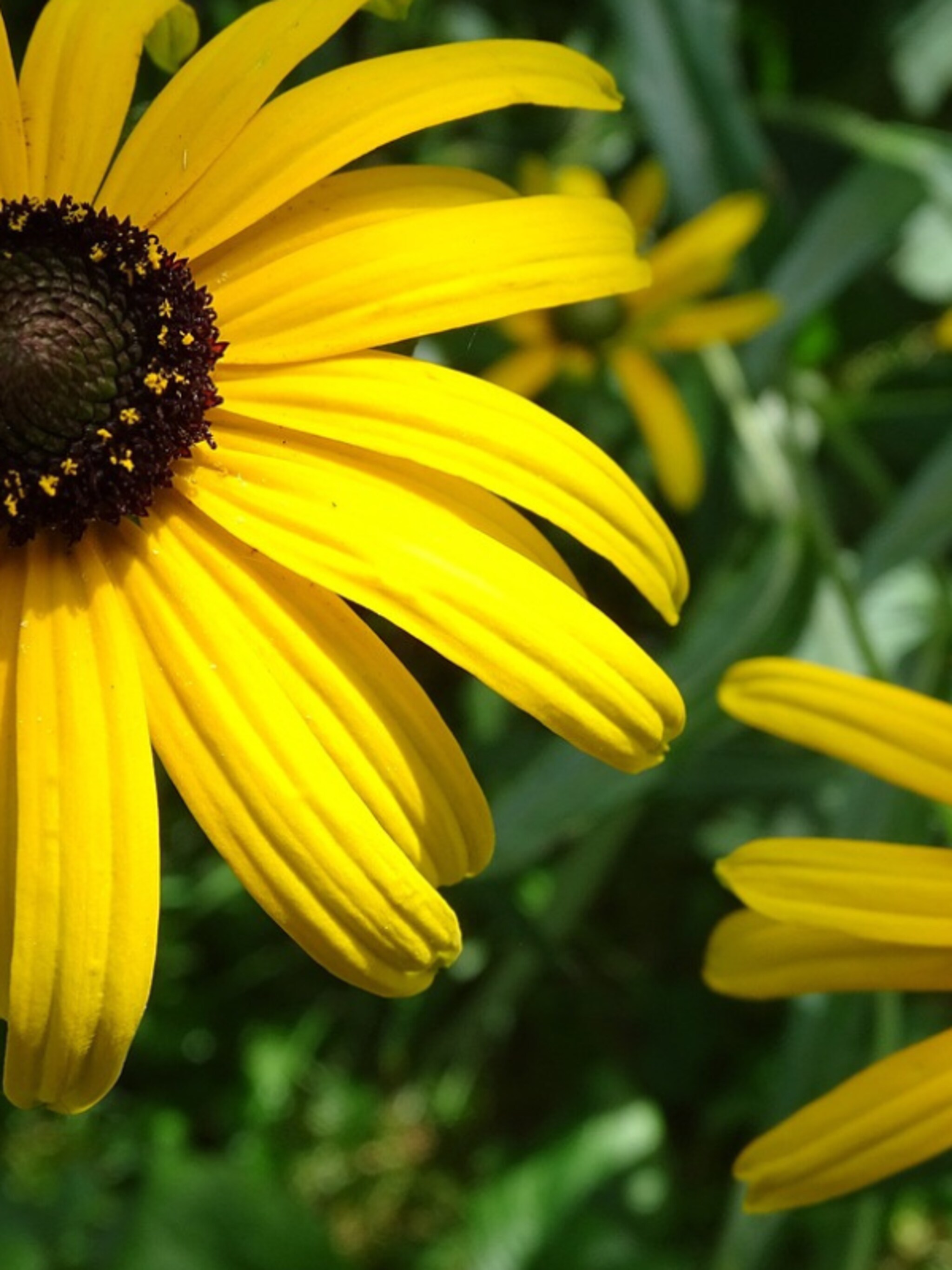 zonnehoed rudbeckia