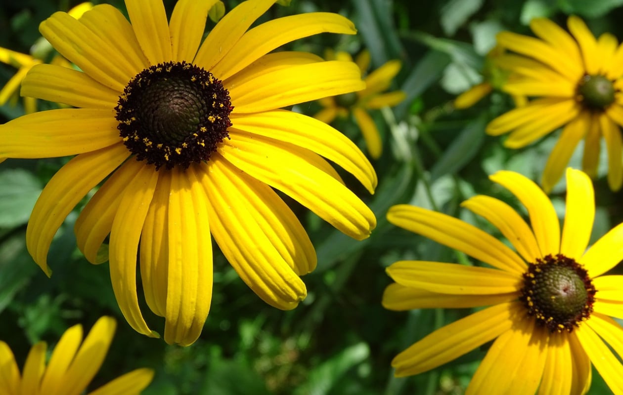 zonnehoed Rudbeckia fulgida Pixabay