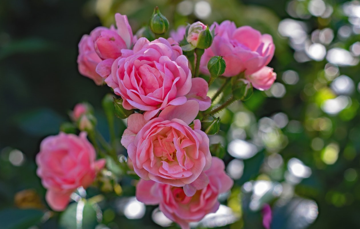 Rosa ‘The Fairy’ Pixabay