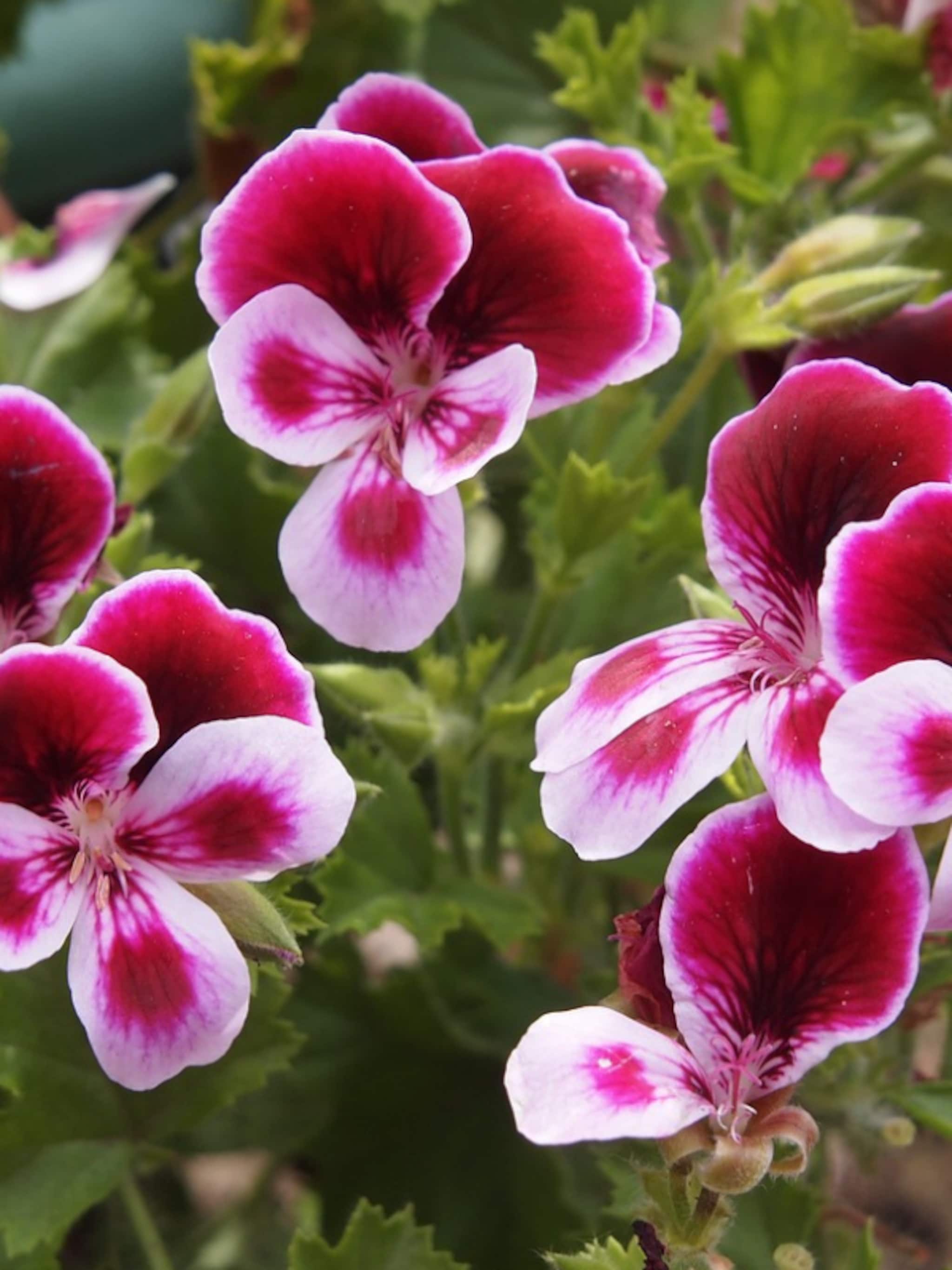 de pelargonium