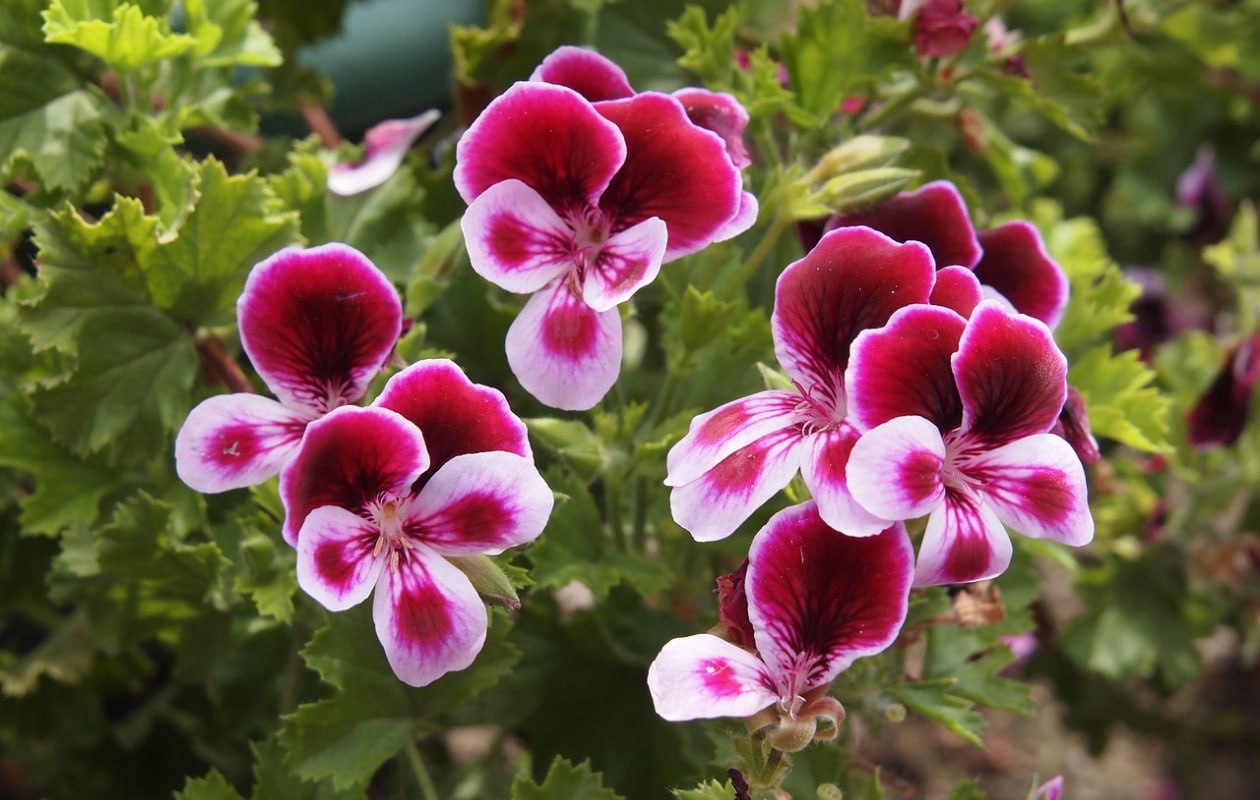 Pelargonium Pixabay