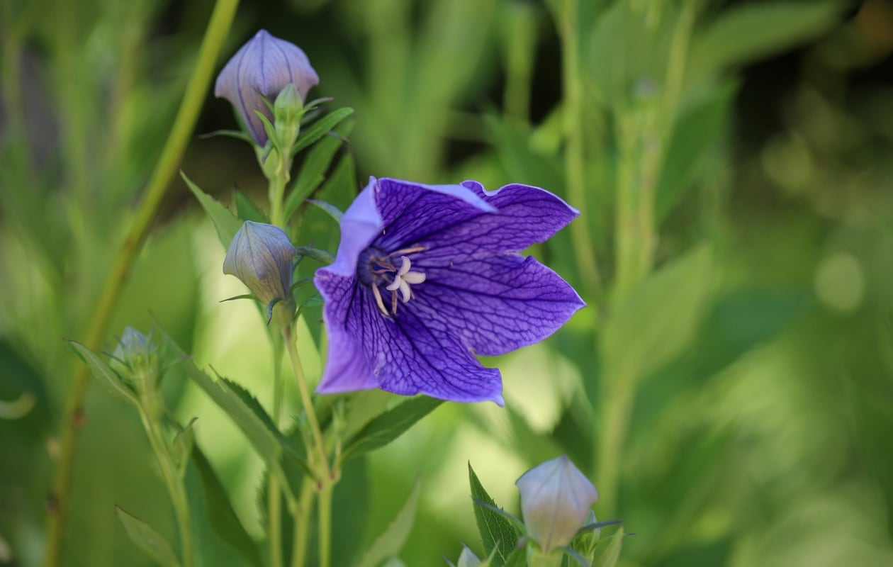 Platycodon, ballonklokje Pixabay