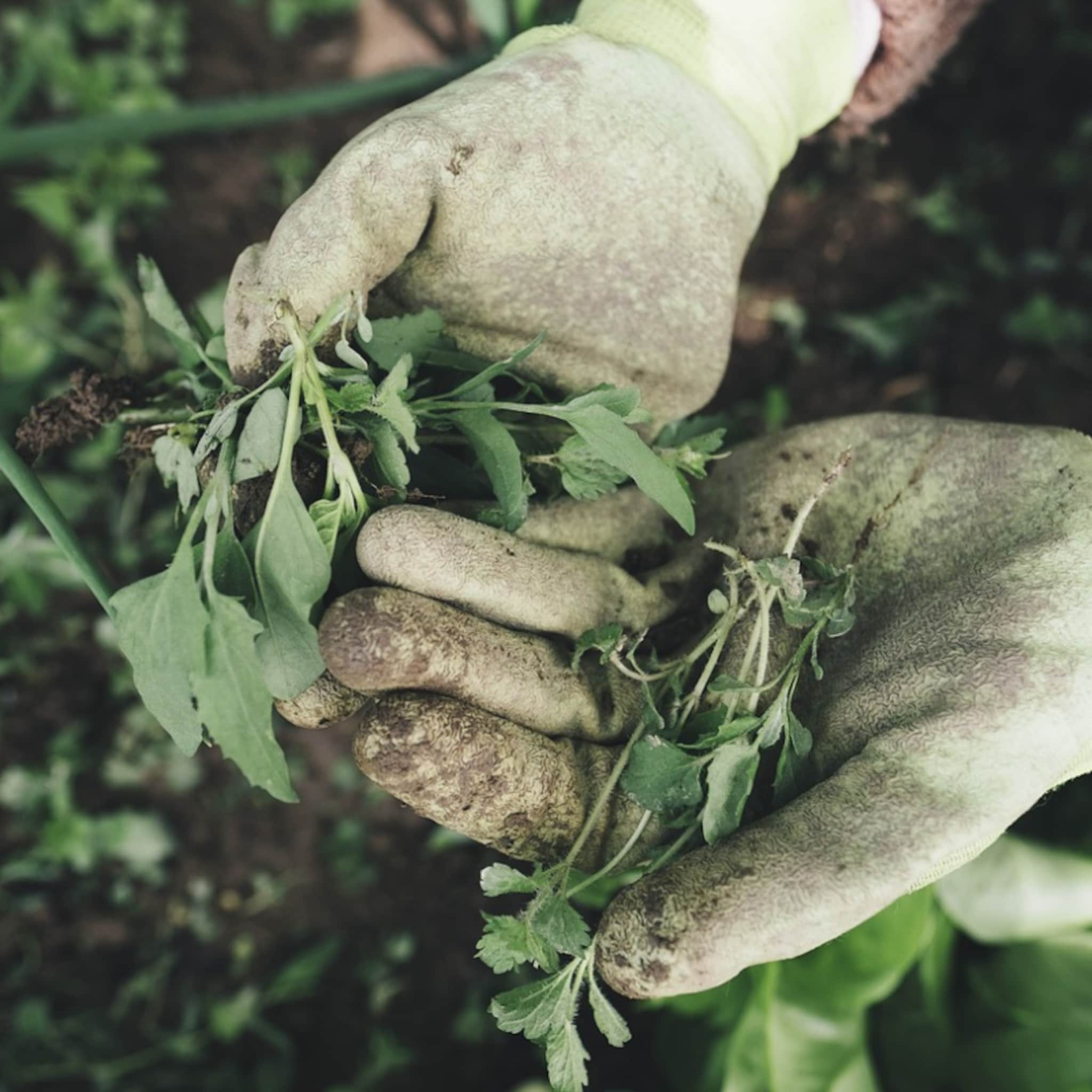 20x onkruid herkennen verwijderen en bestrijden