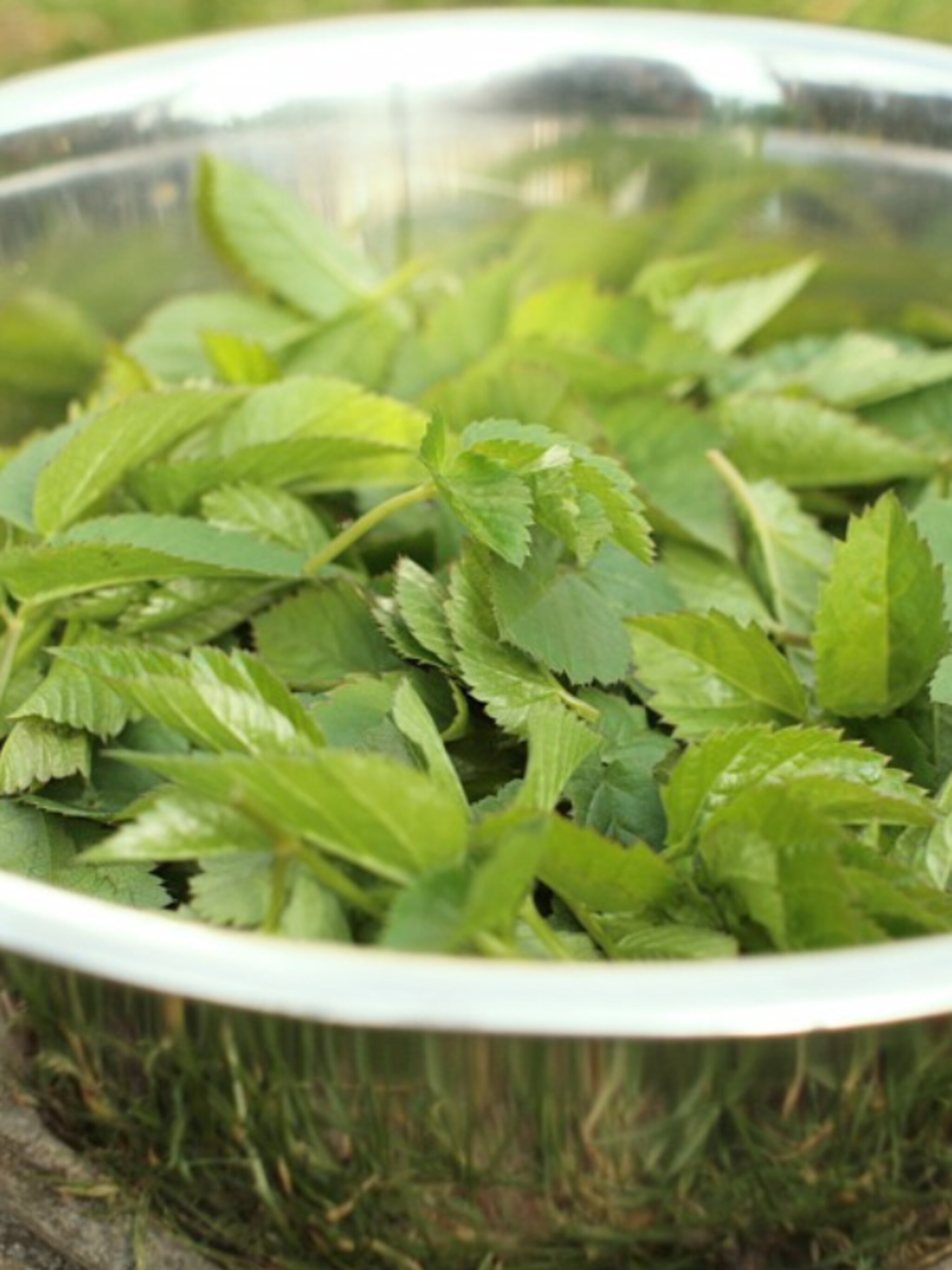 zevenbladpesto