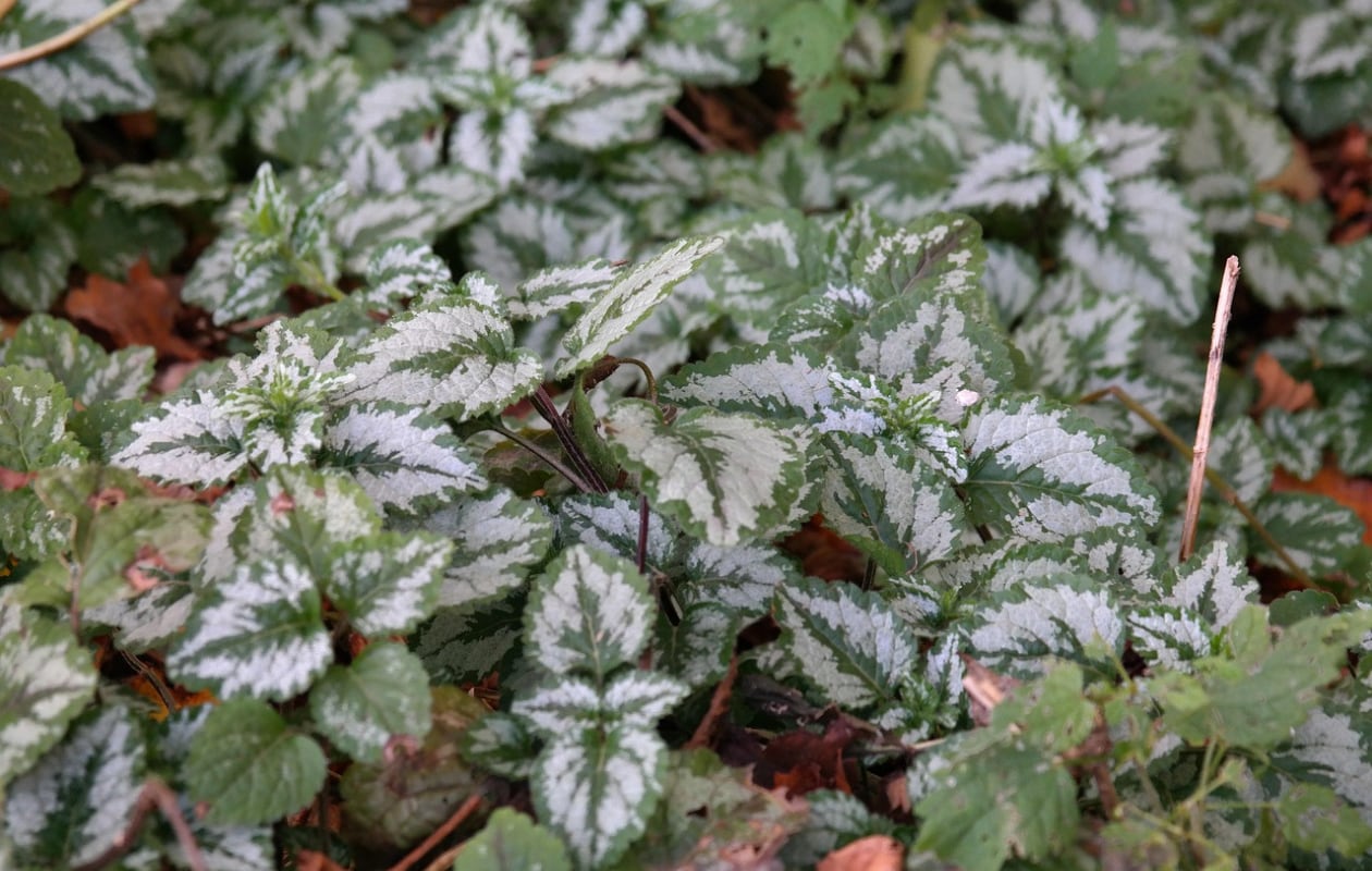 gevlekte dovenetel Lamium maculatum ‘White Nancy’ Pixabay