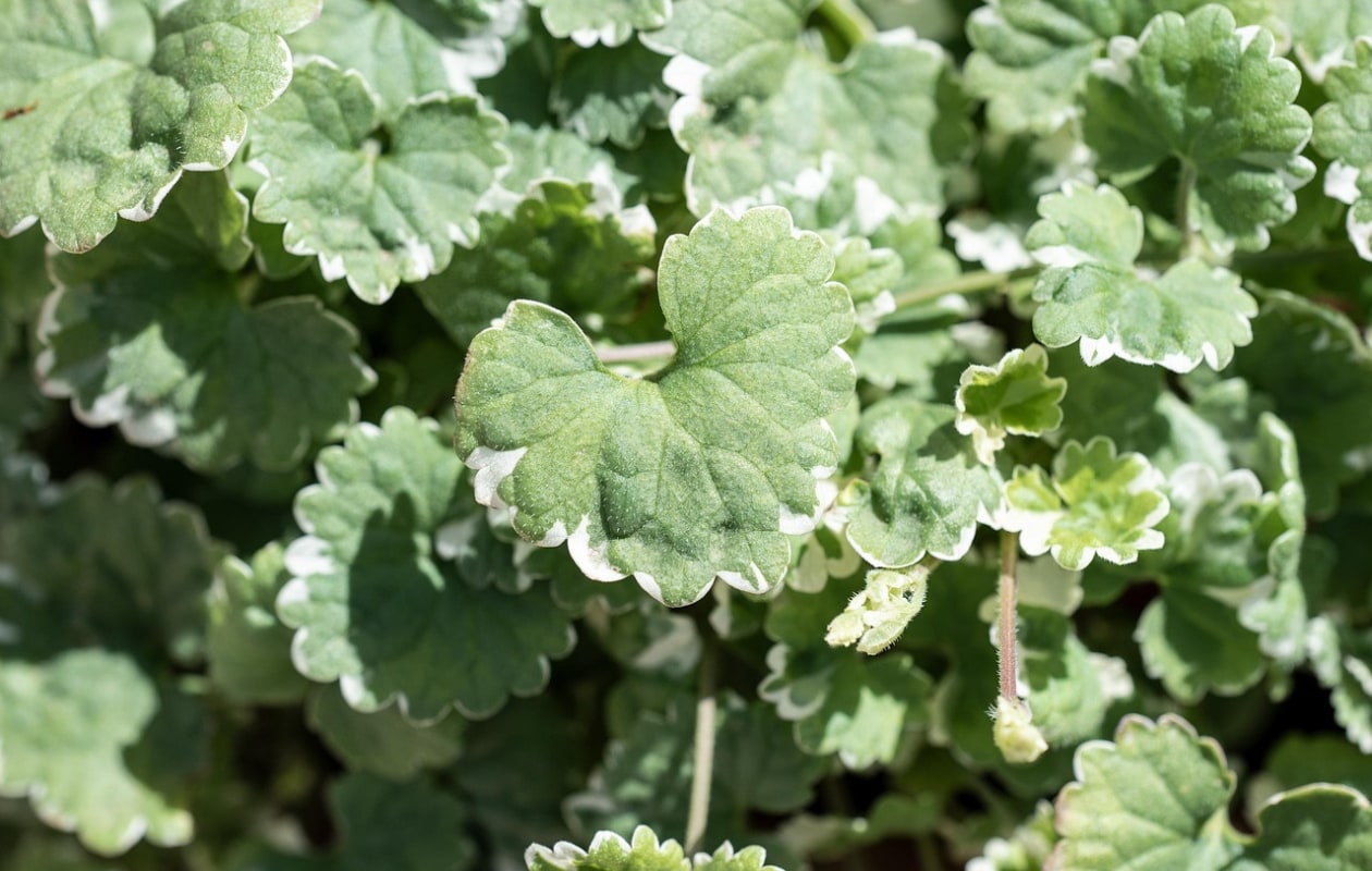 hondsdraf Glechoma hederacea ‘Variegata Pixabay