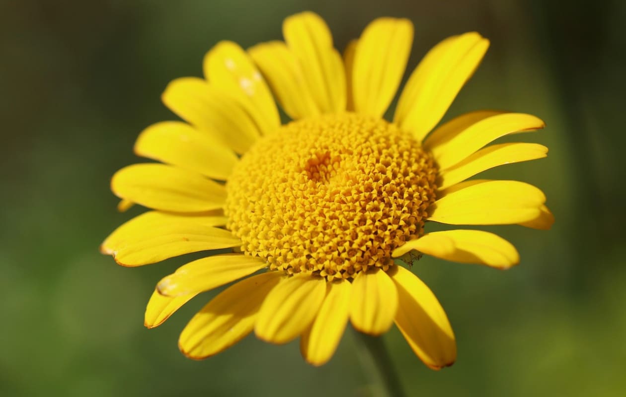Anthemis ‘Kelwayi’ gele kamille Pixabay