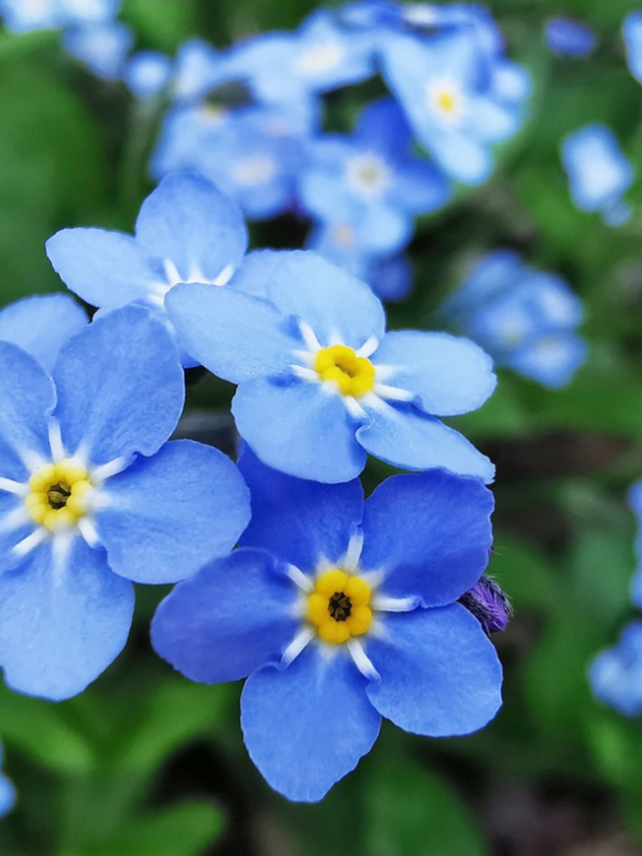 moerasvergeet mij nietje myosotis palustris