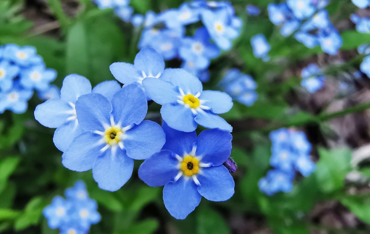 Moerasvergeet-mij-nietje Myosotis palustris Pixabay