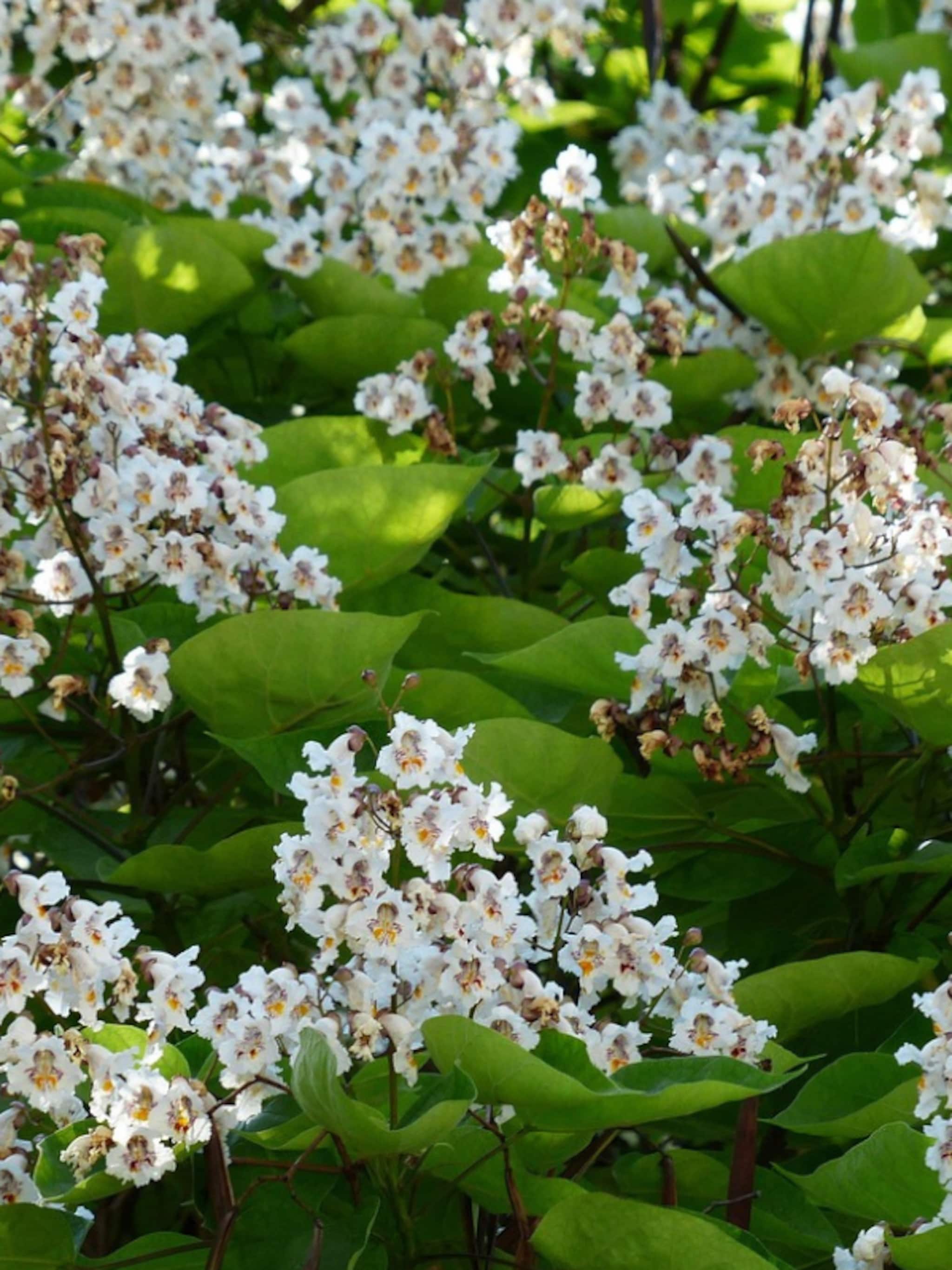 hoe en wanneer catalpa trompetboom snoeien