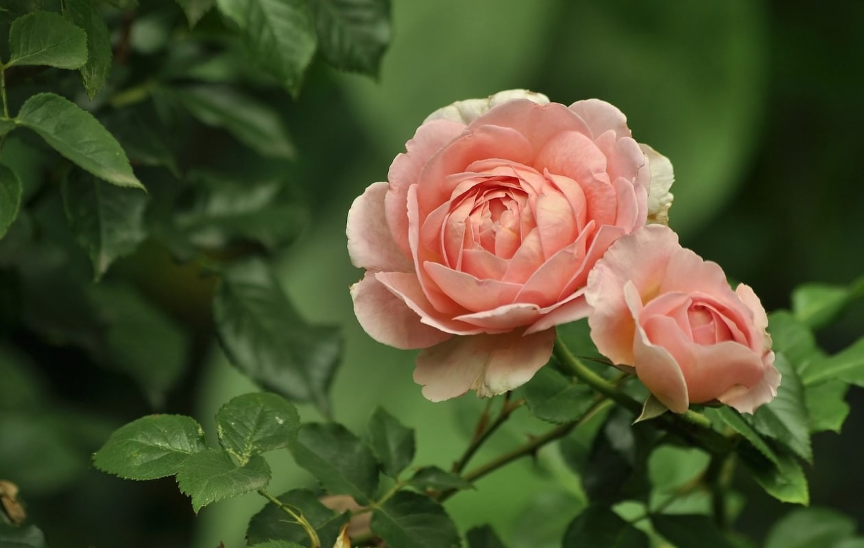 Rozen Pixabay