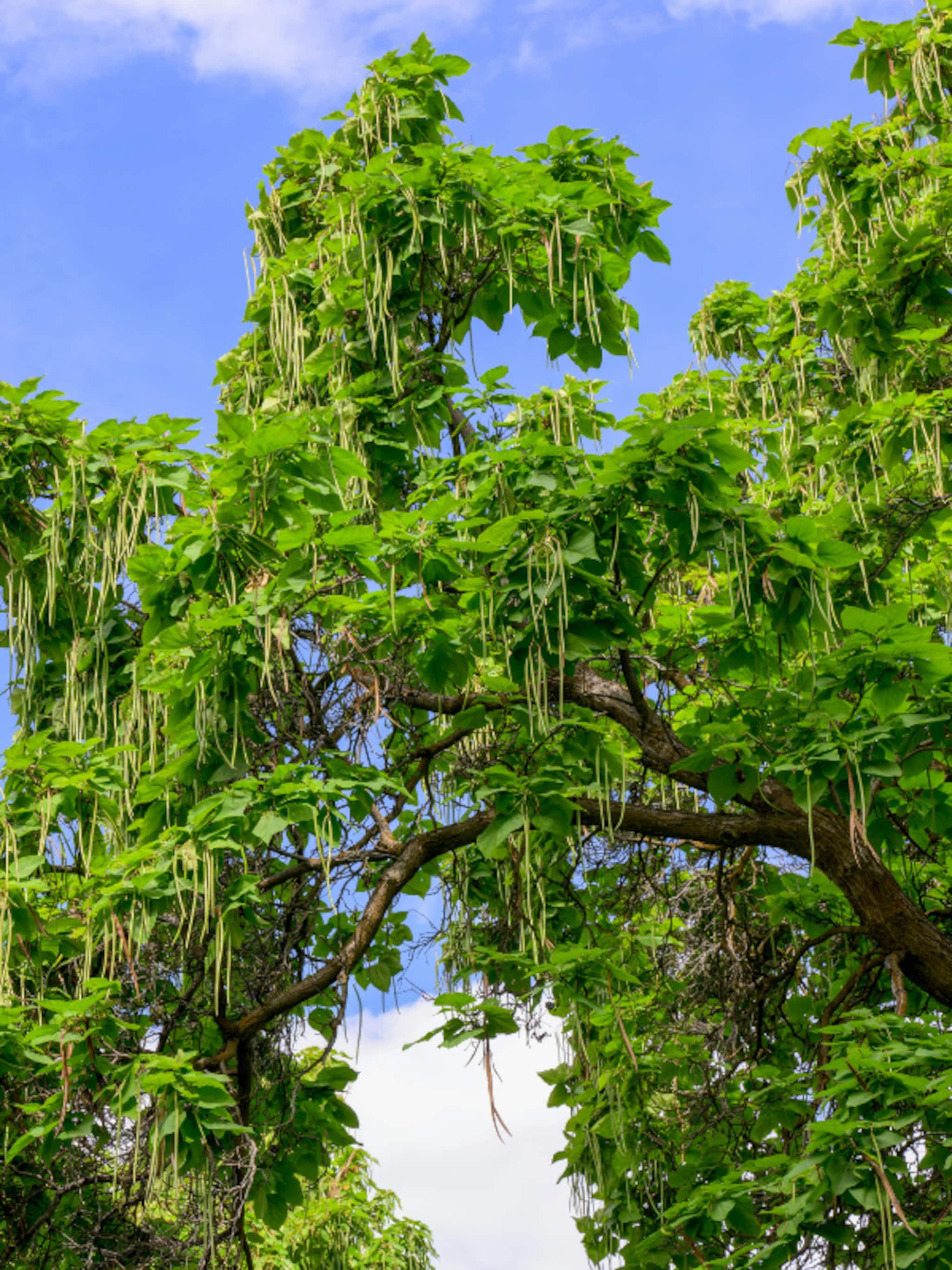 catalpa tips