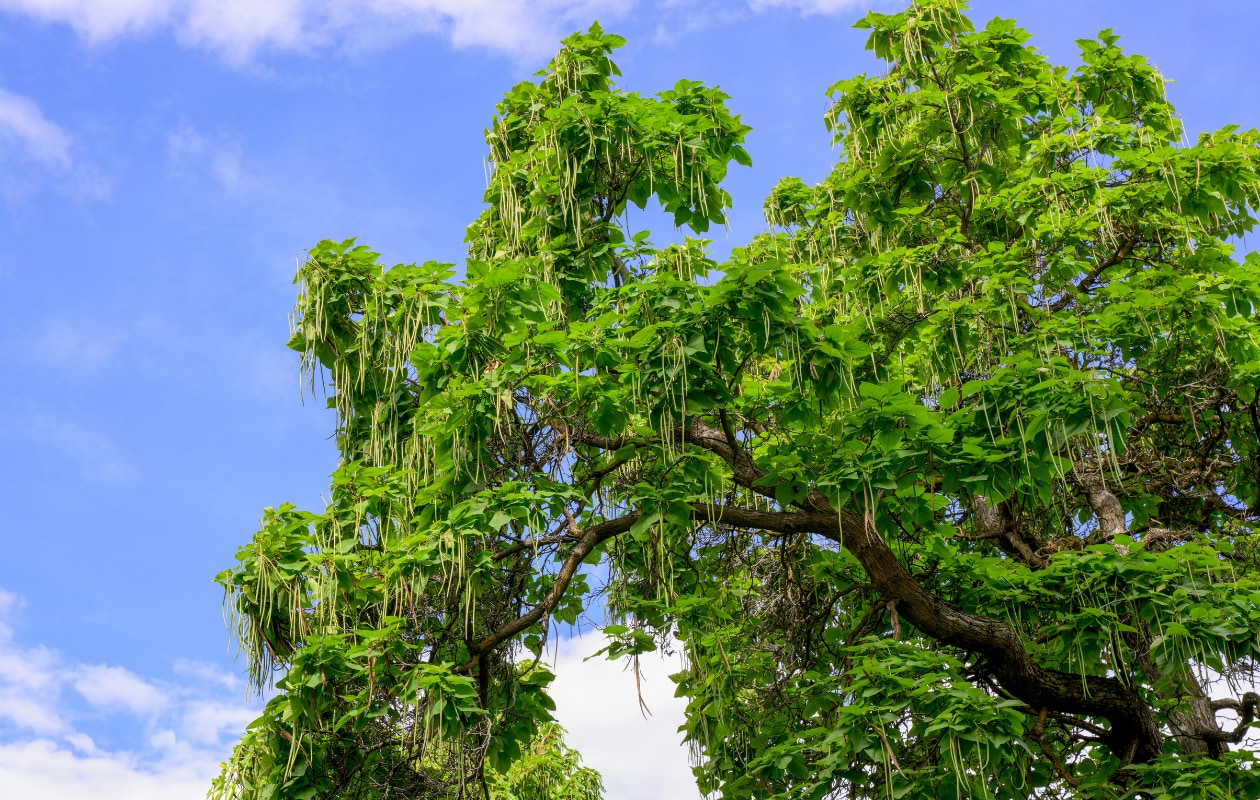 Catalpa’s (boltrompetbomen) Pixabay