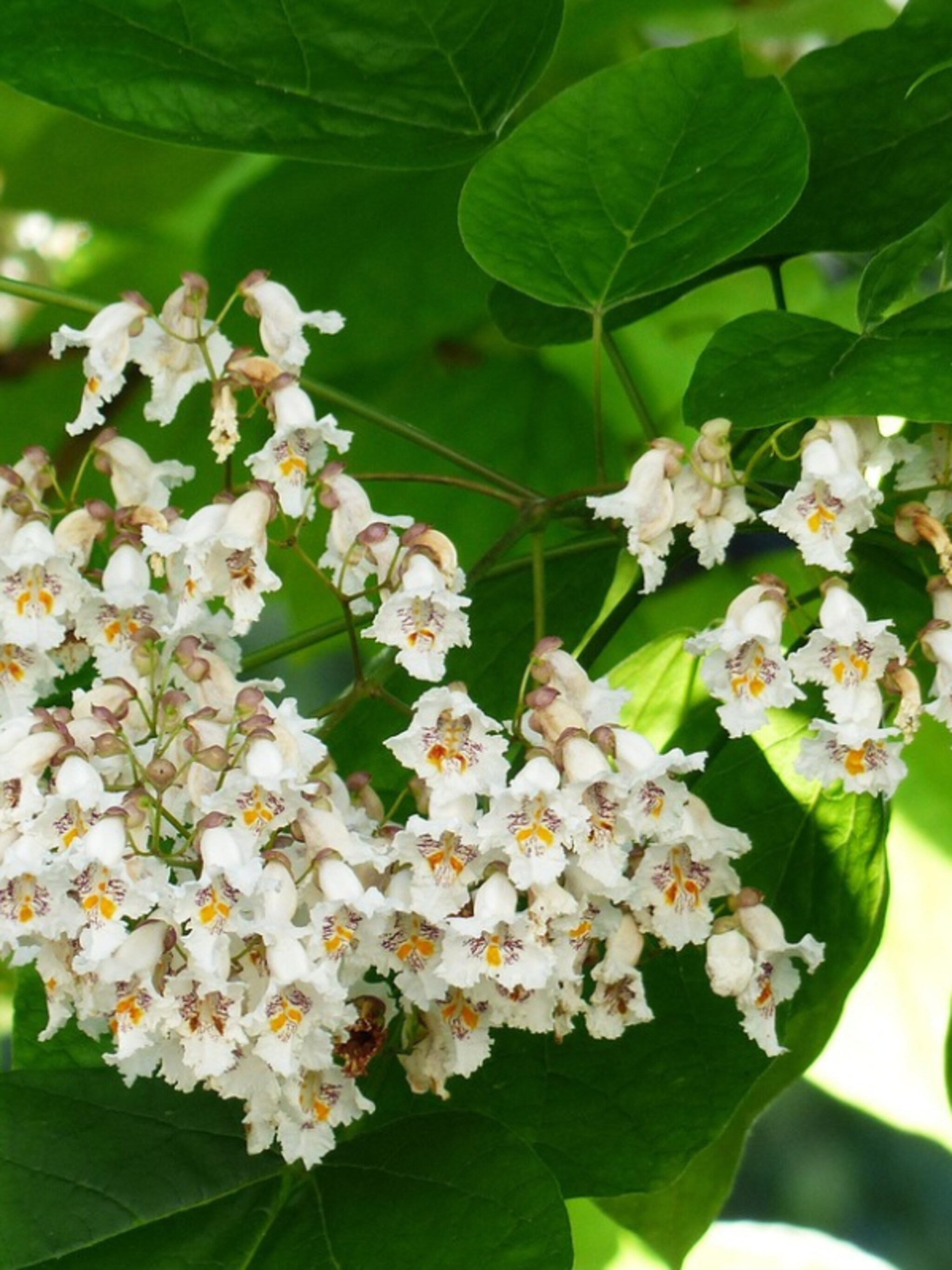 trompetboom