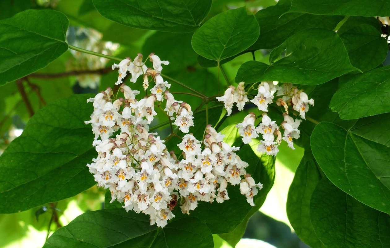 Catalpa bignonioides ‘Aurea Pixabay