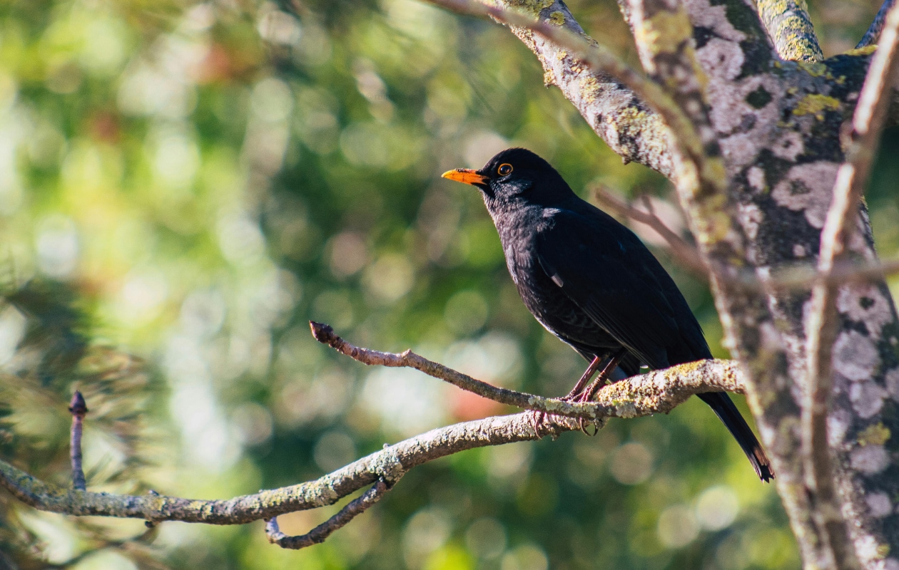 Dankzij deze tips maak je van de tuin een vogelparadijs Pexels | Rui Neves