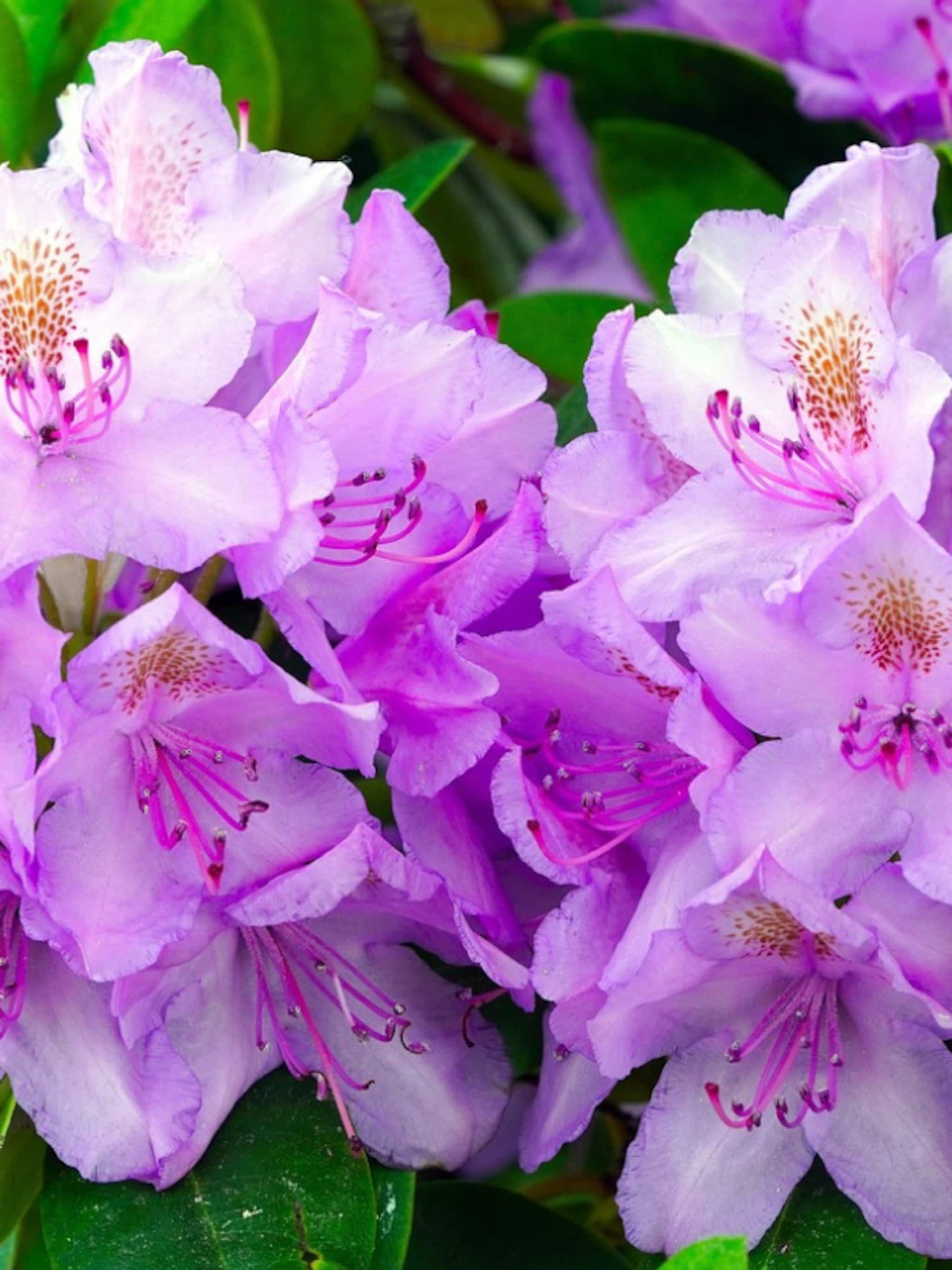 rhododendron planten