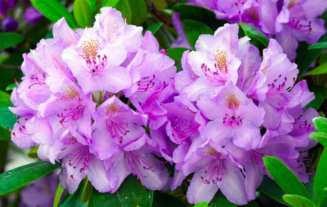 Rhododendron Pixabay