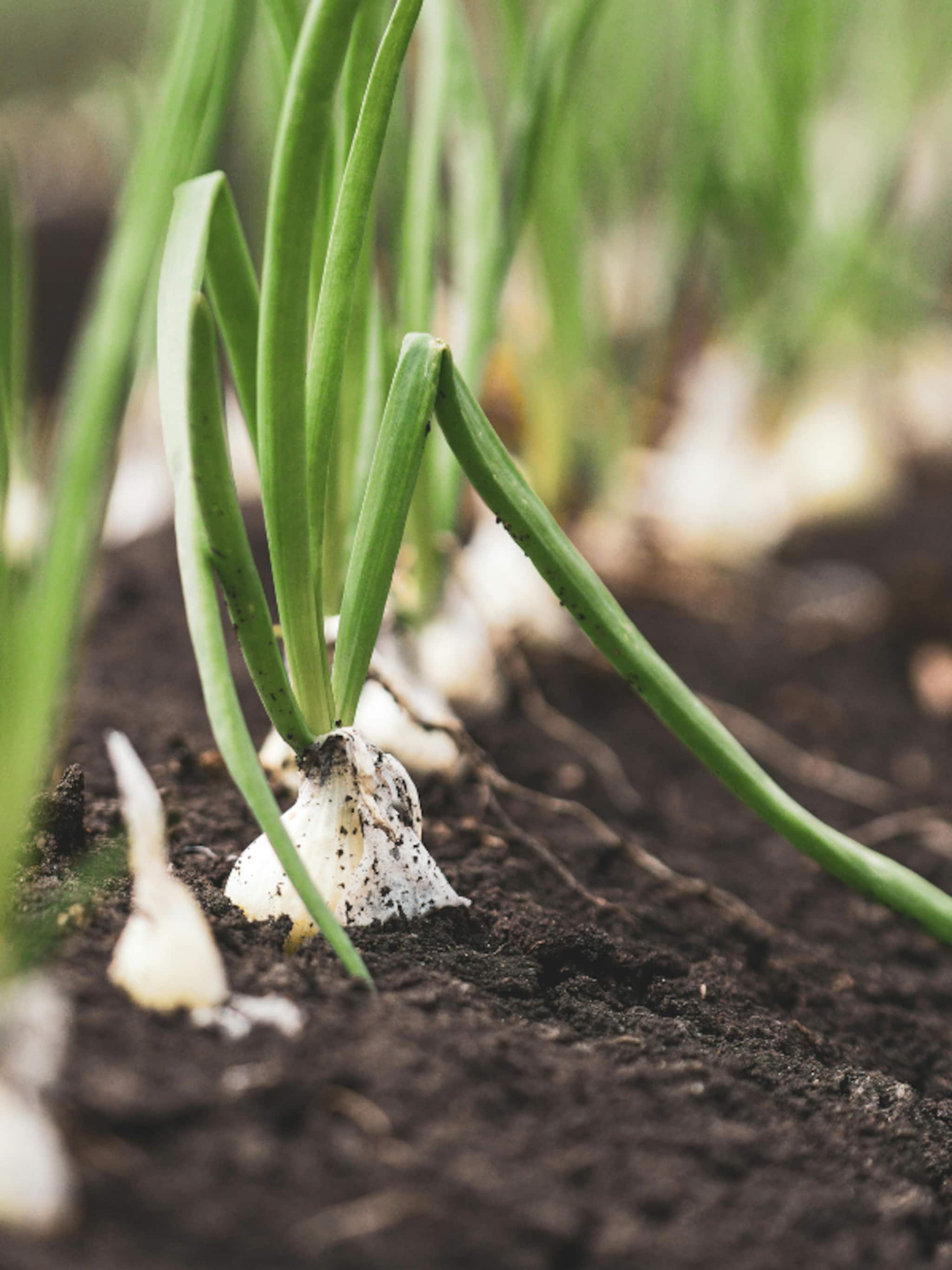 zelf uien kweken in de tuin