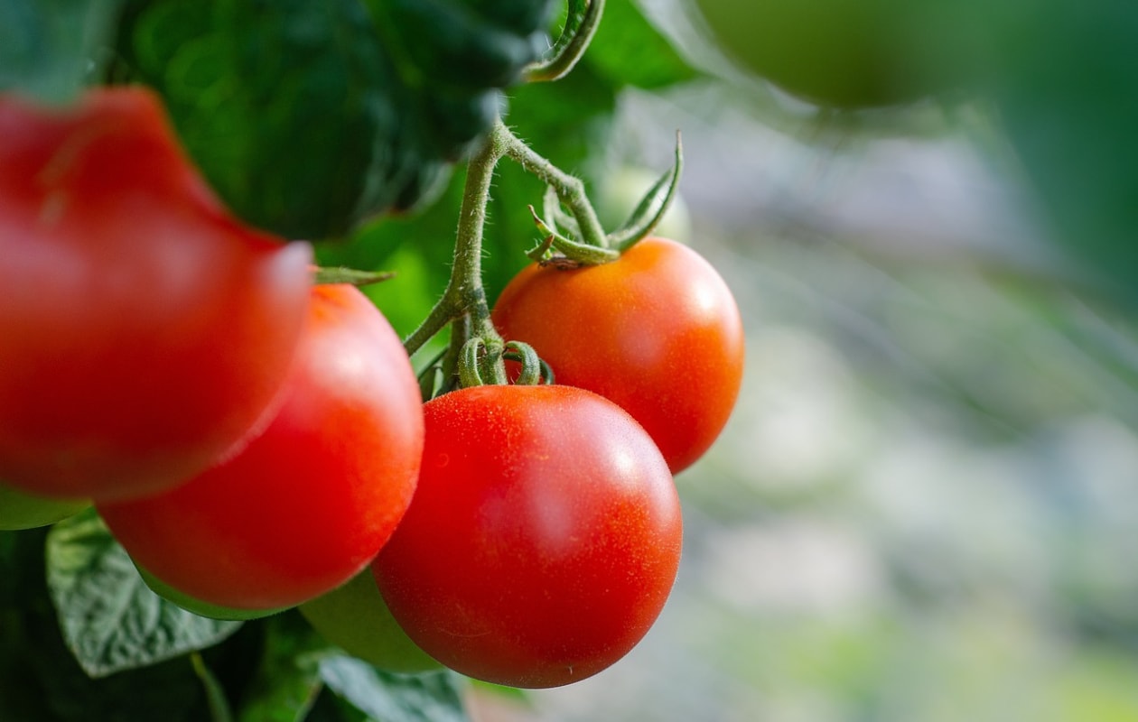 Tomaten Pixabay