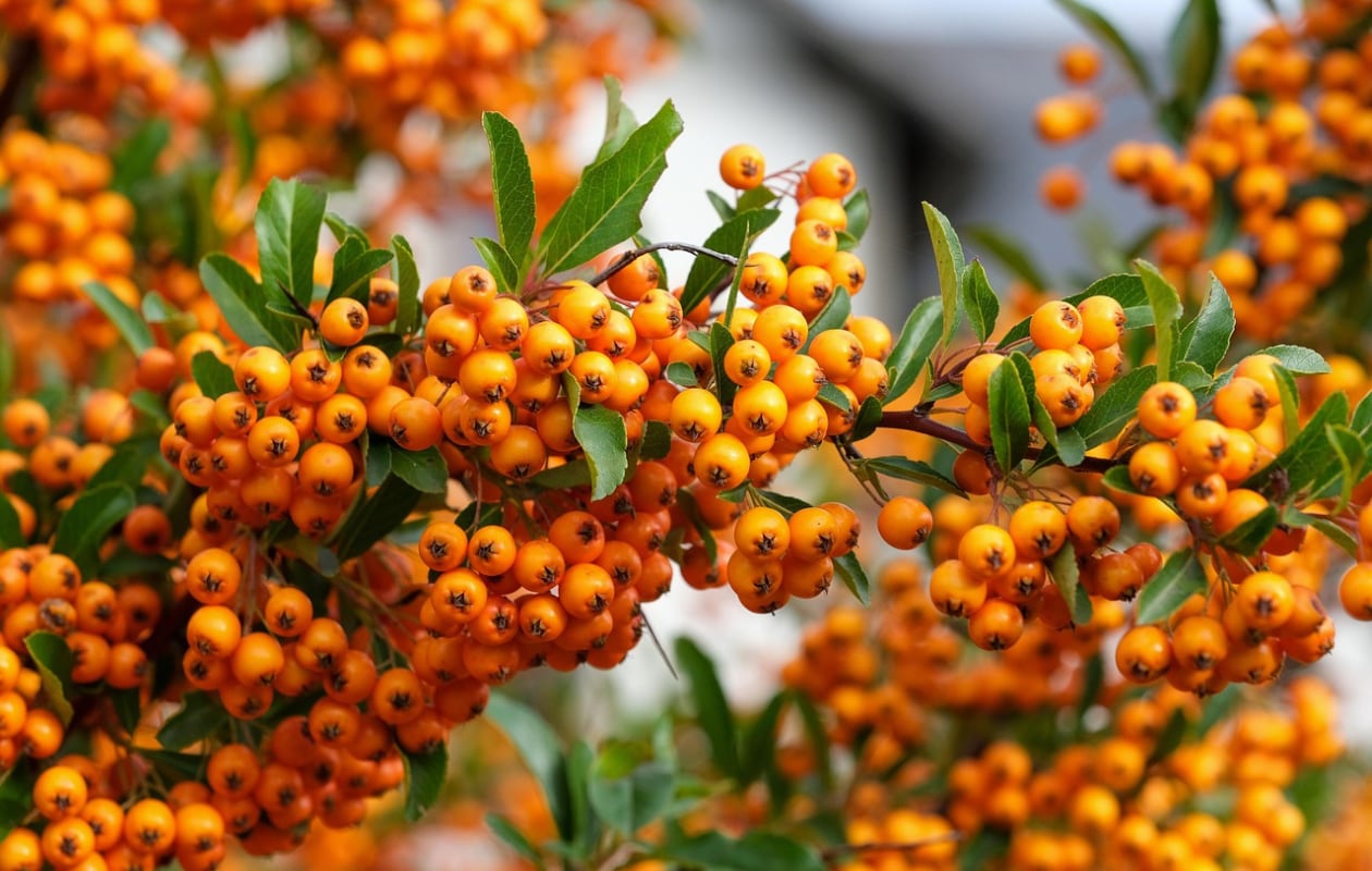 vuurdoorn Pyracantha 'Orange Glow' Pixabay