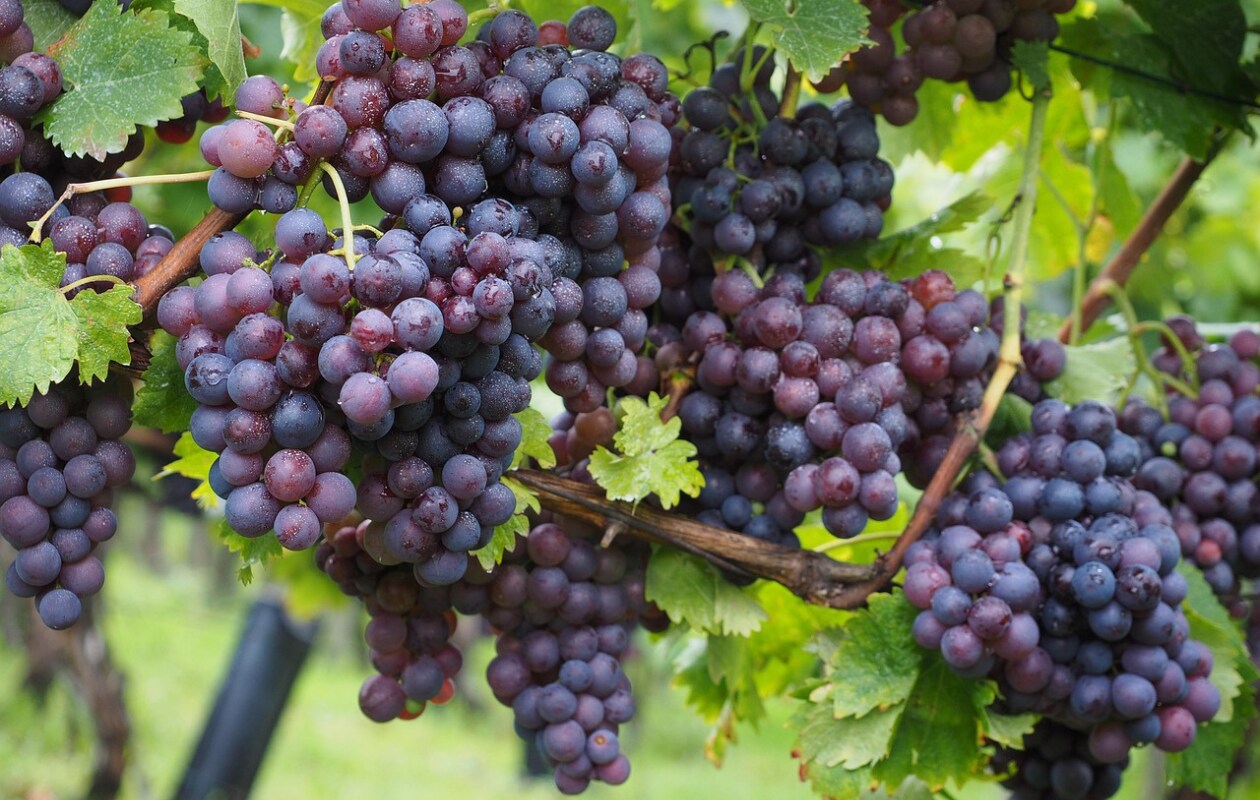 druivenstok Vitis vinifera Pixabay