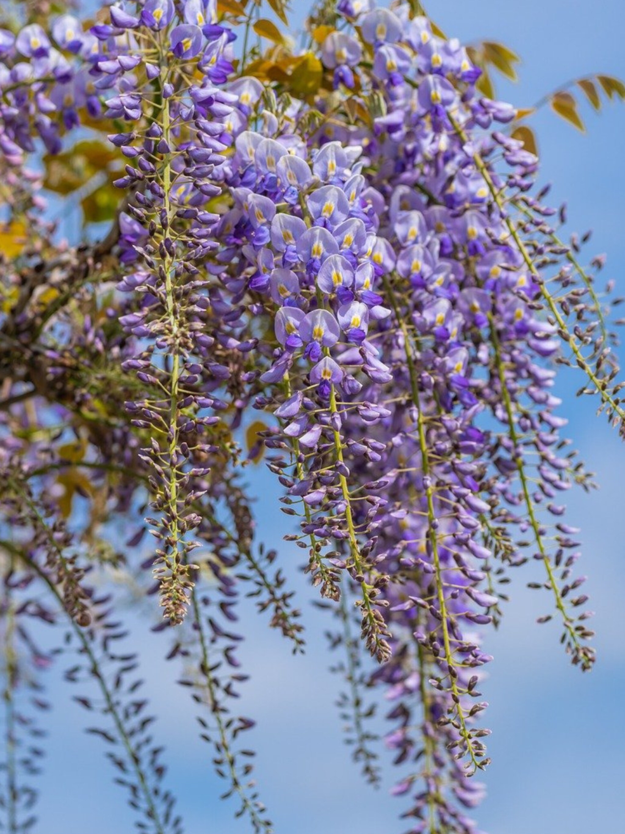 blauweregen