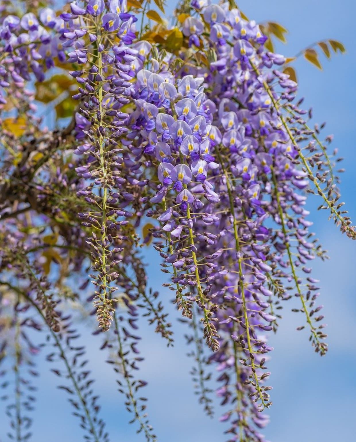 blauweregen Wisteria floribunda Pixabay