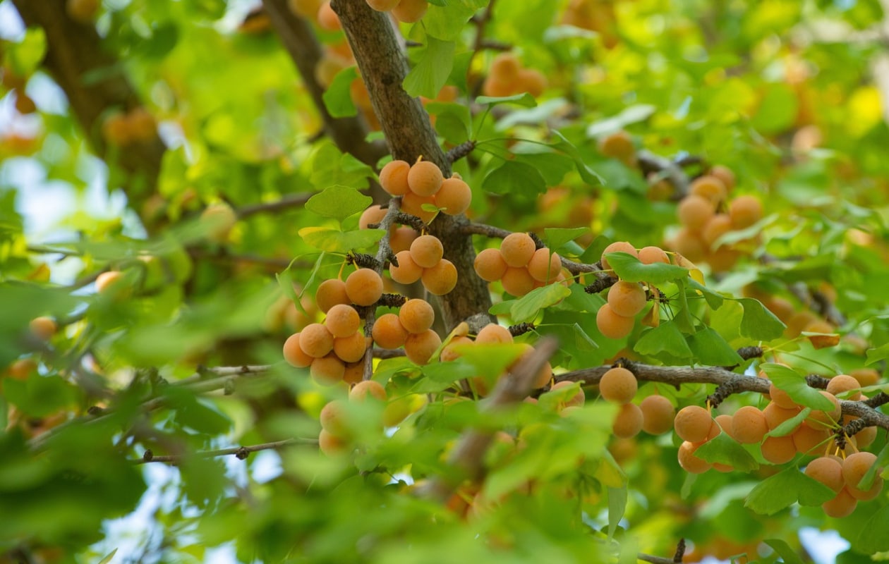 Japanse notenboom (Ginkgo biloba) Pixabay