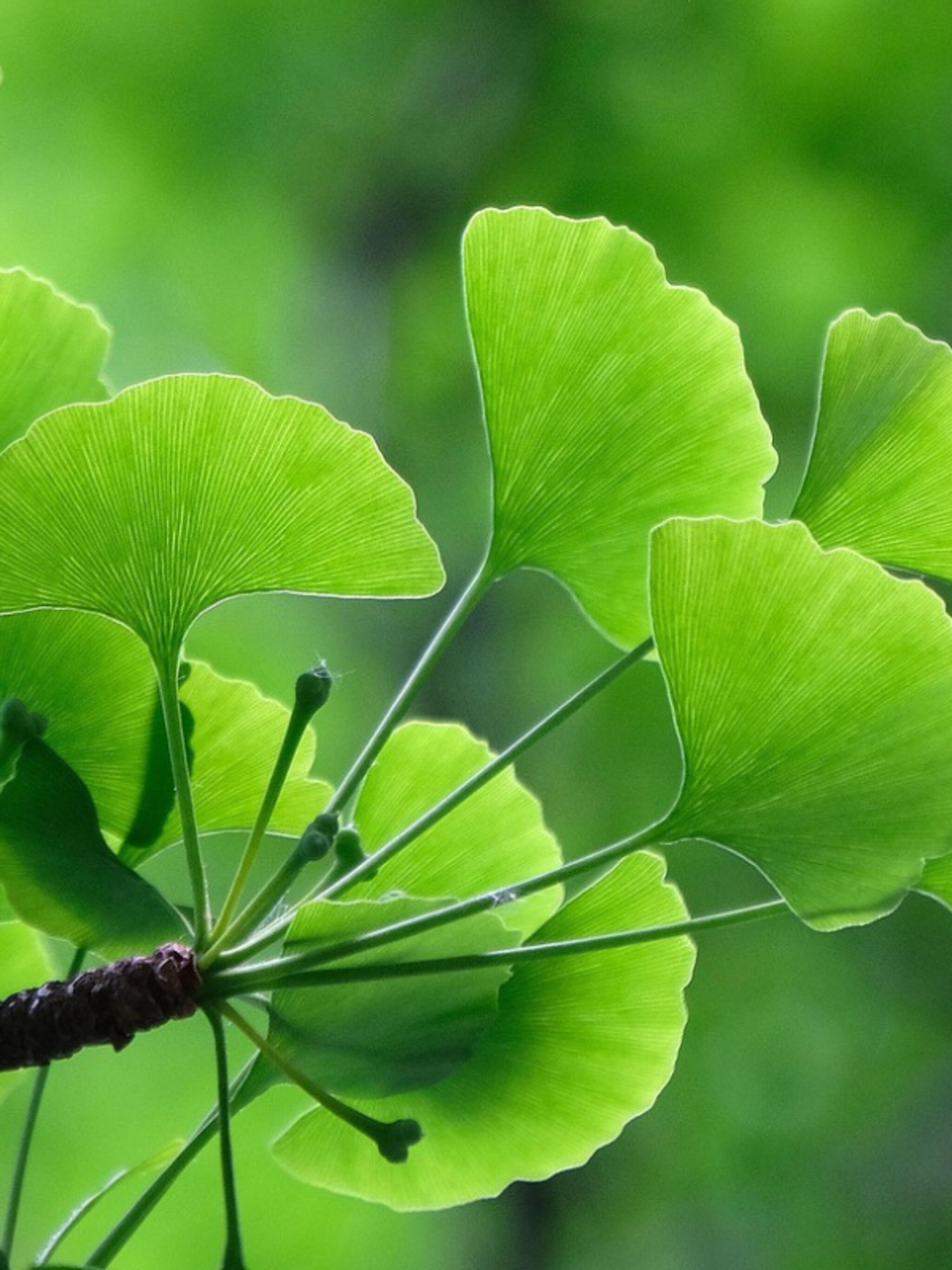 alles over japanse notenboom ginkgo biloba