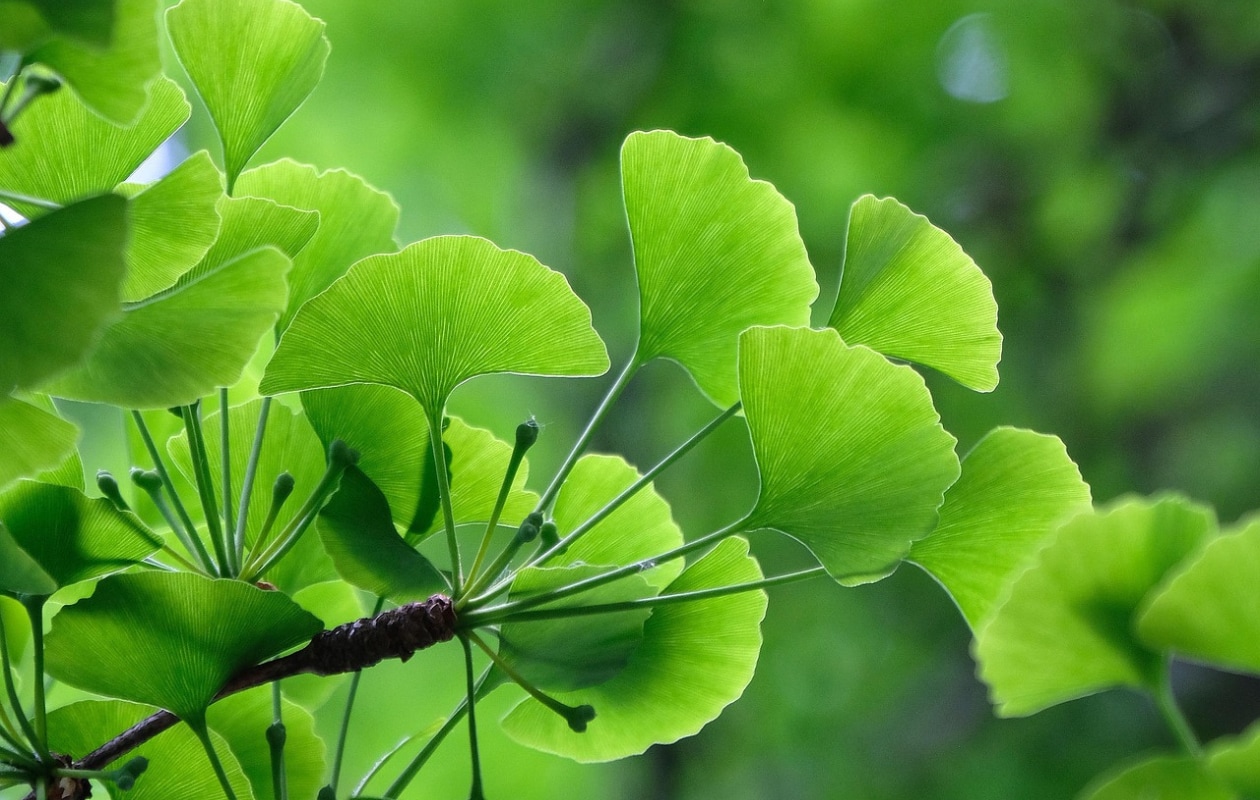 Japanse notenboom (Ginkgo biloba) Pixabay