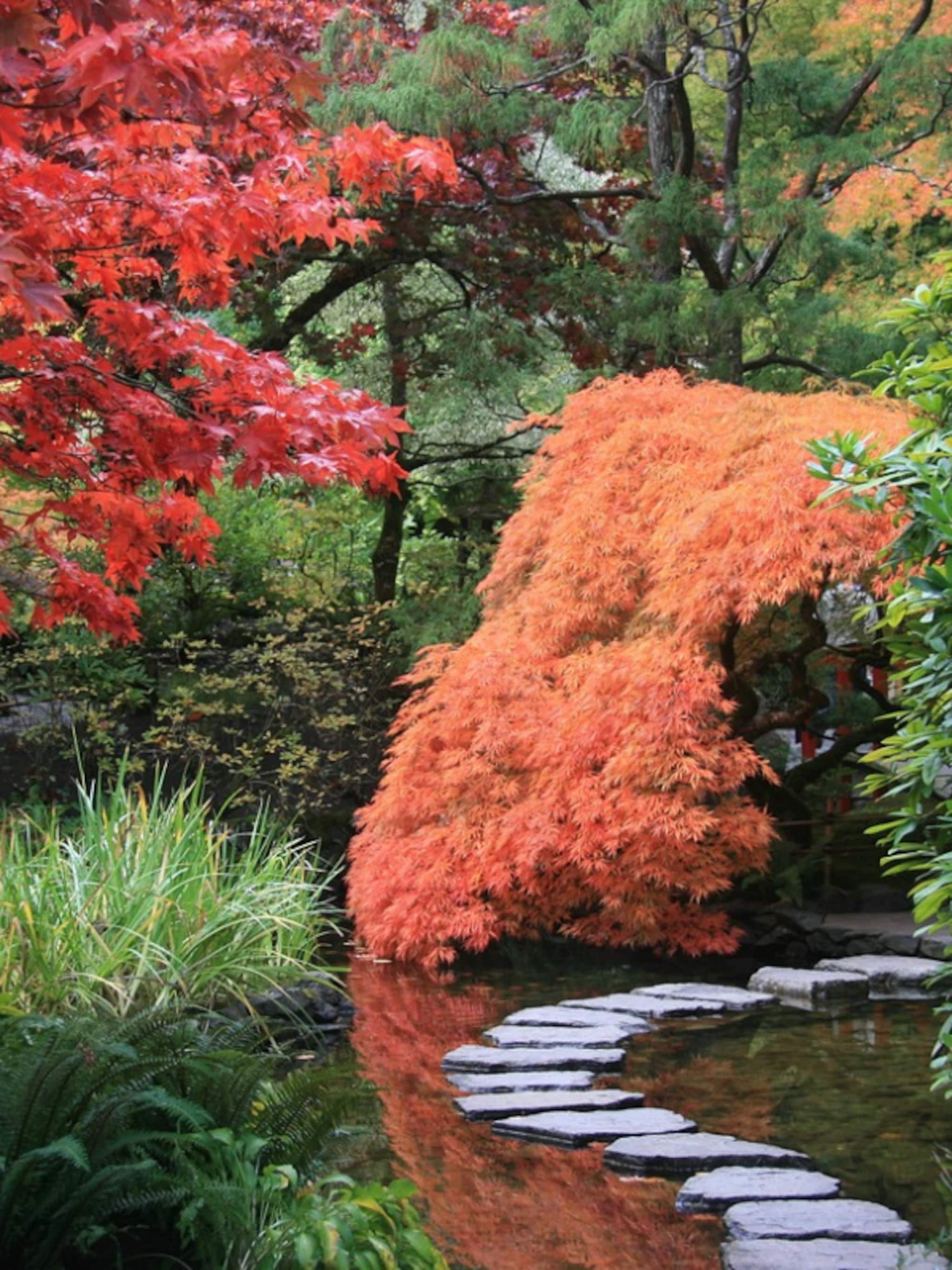 japanse tuin ontwerpen en aanleggen