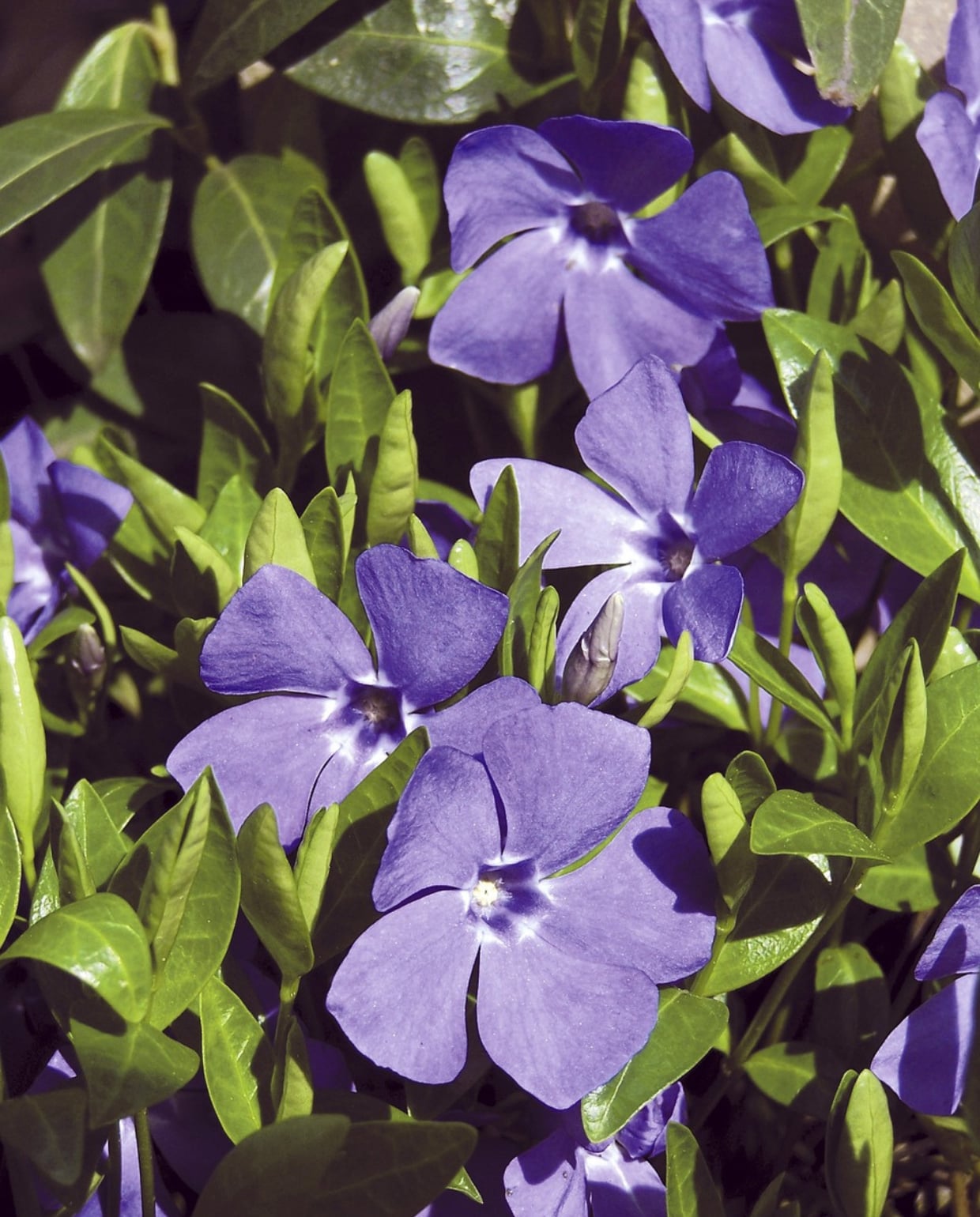Kleine maagdenpalm (Vinca minor) Pixabay